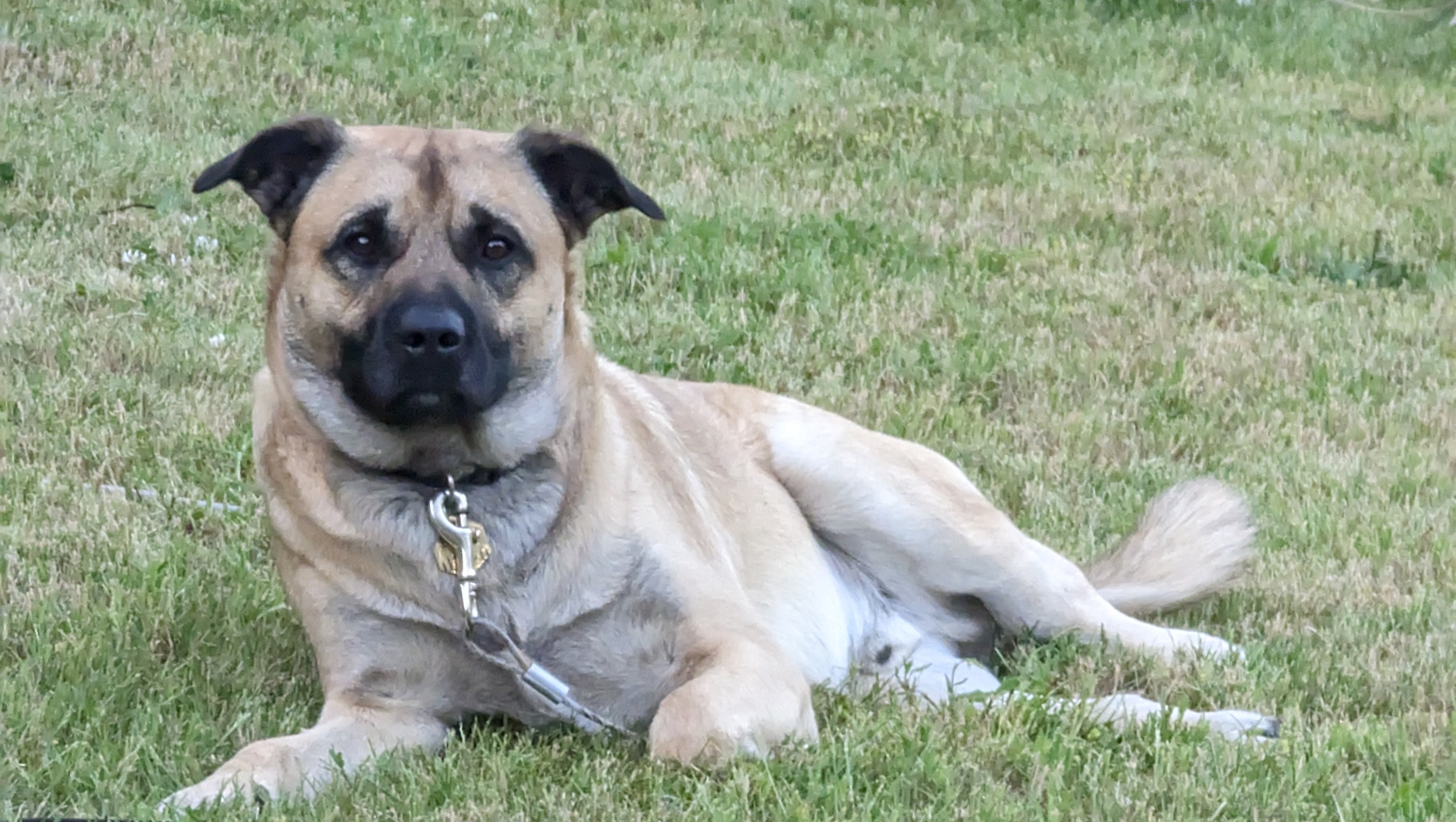 Fundraiser by Susan Schmick : Beau's amputation surgery