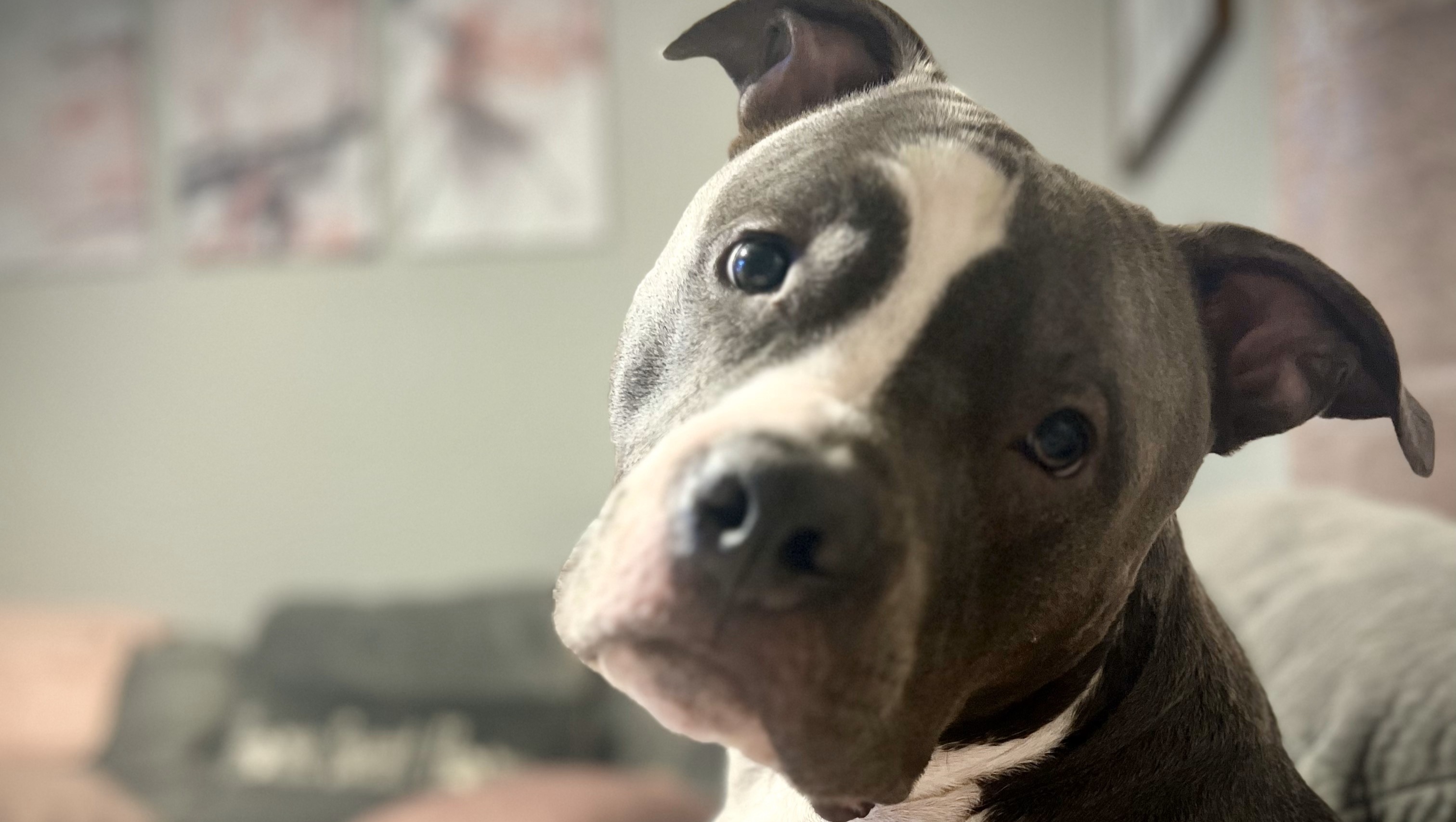 Tiktok'S Funniest Single Dog Mom: Relatable Content - 5aj1lx7