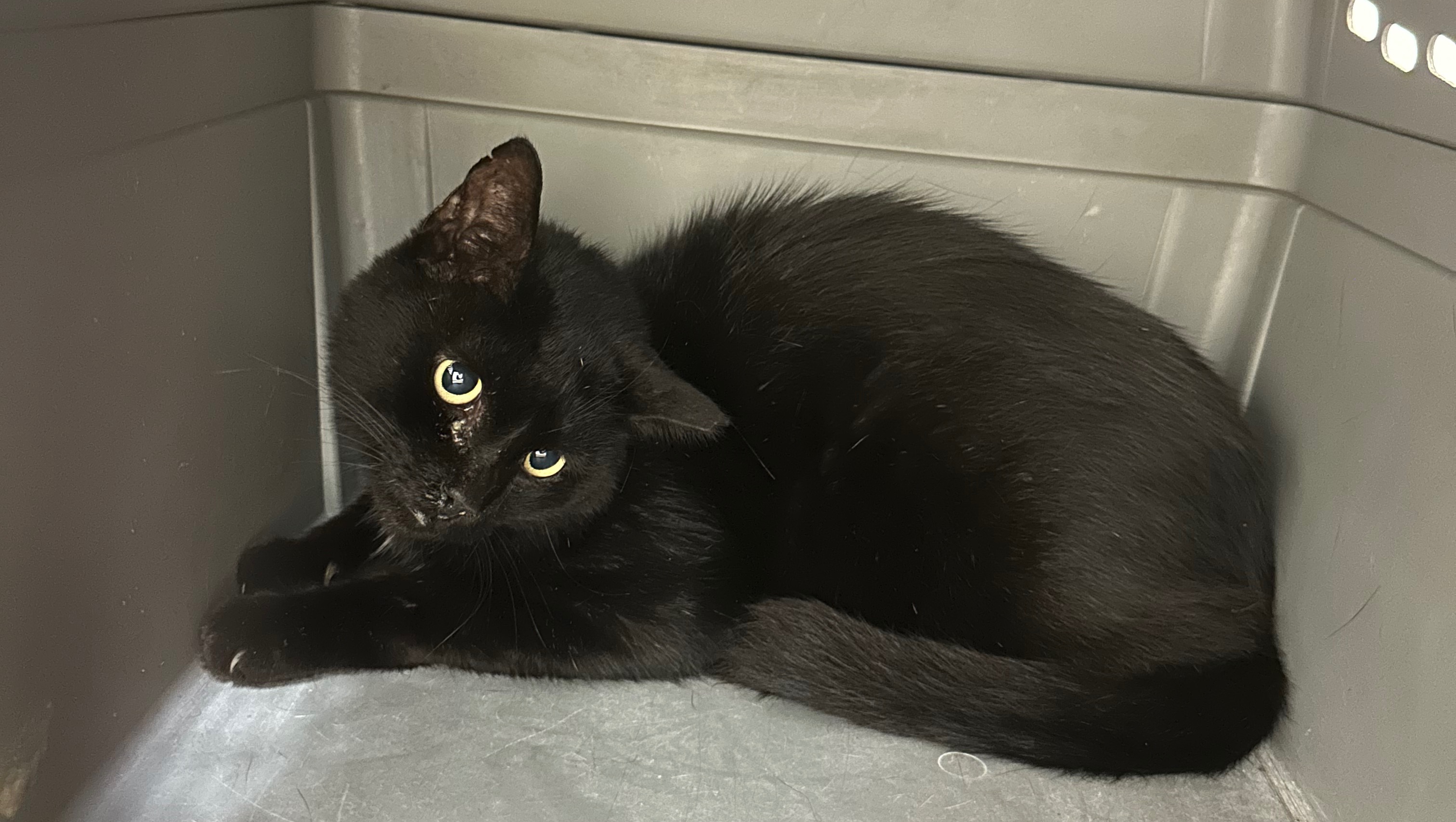 Fundraiser by Taffy Schneider Phillip’s Hospitalization