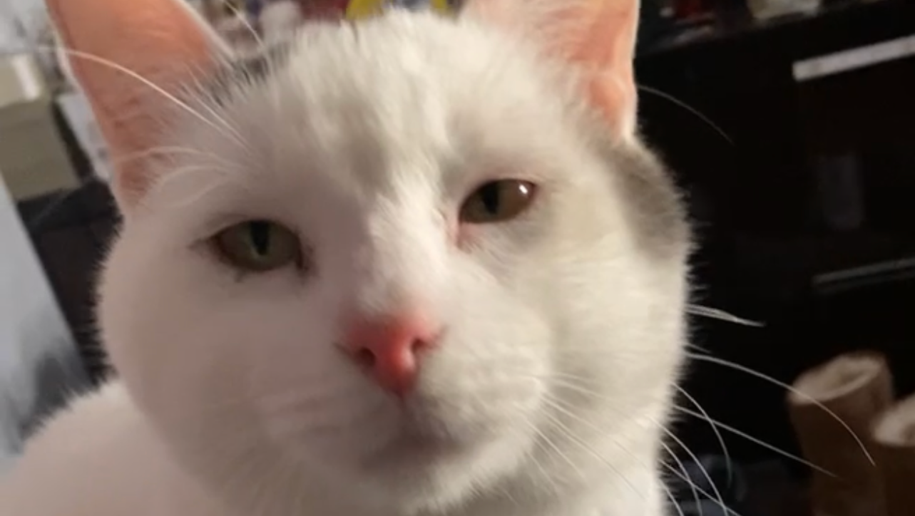 Fundraiser by China Gaffney Vet medical bill