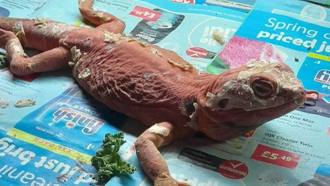 Fundraiser by Sam Mortlock 3 Neglected Bearded Dragons Vet Bills