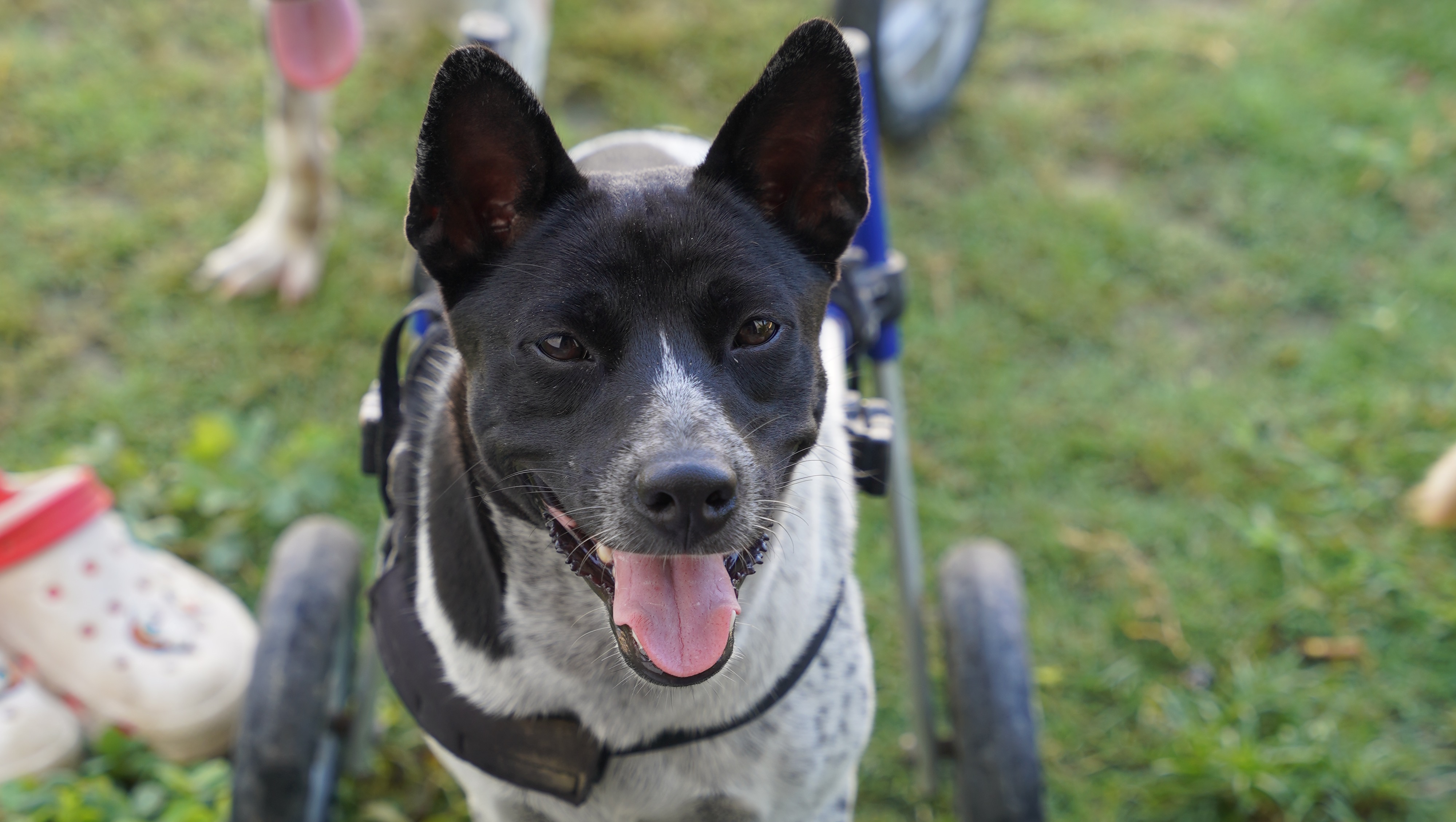 Help Us Build Lomdogs Sanctuary - Land Secured (1 of 4) photo