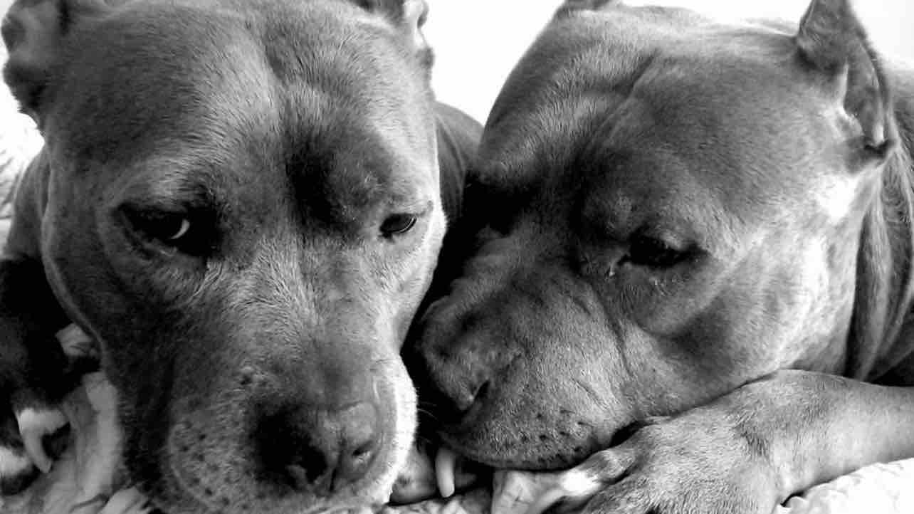 Bella & Bowser’s Emergency Medical Treatments photo