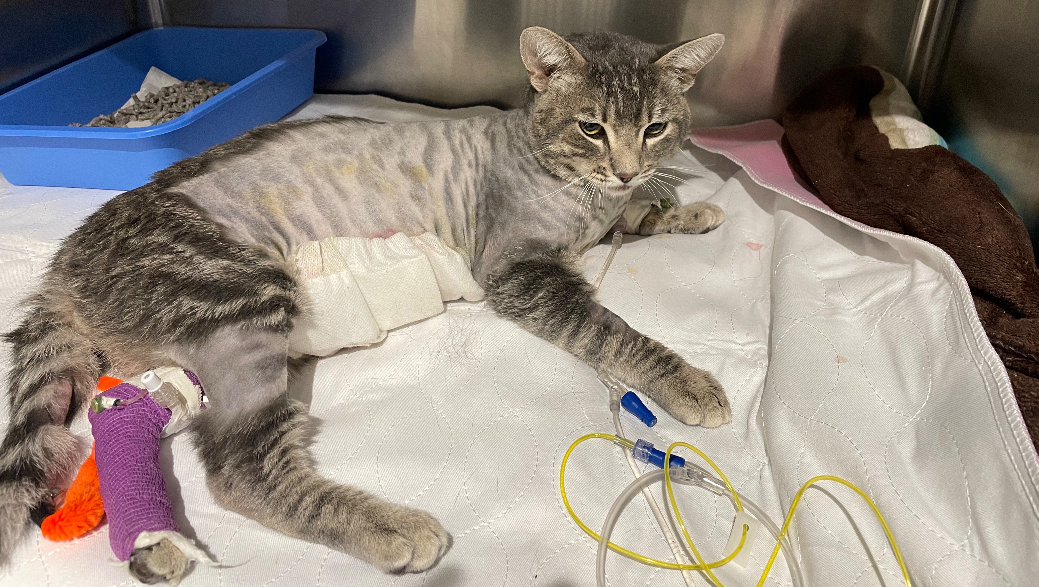 Mowguli’s surgery photo