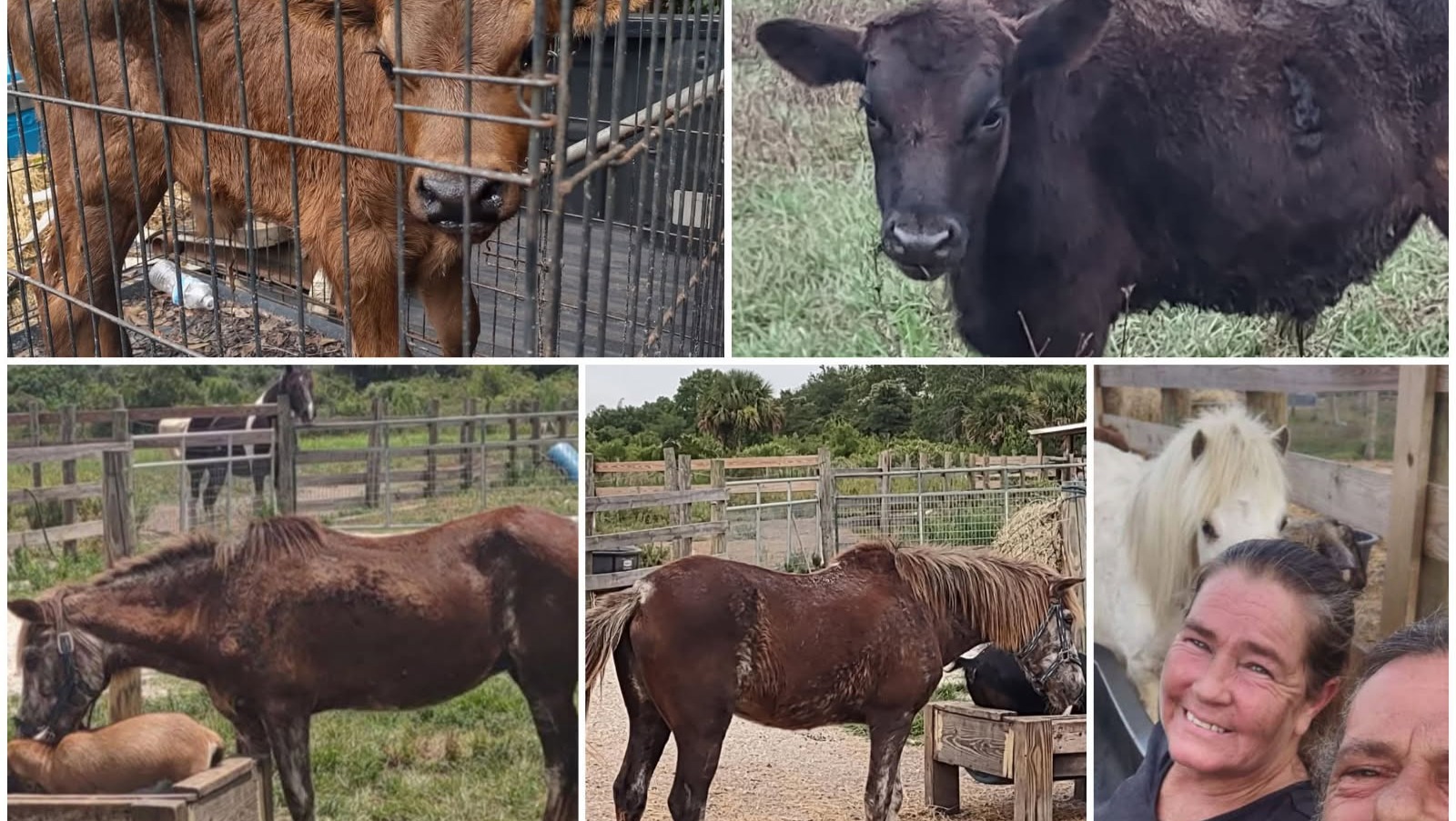 Please help us help them.  Feed and Hay. Every penny helps pinned link photo