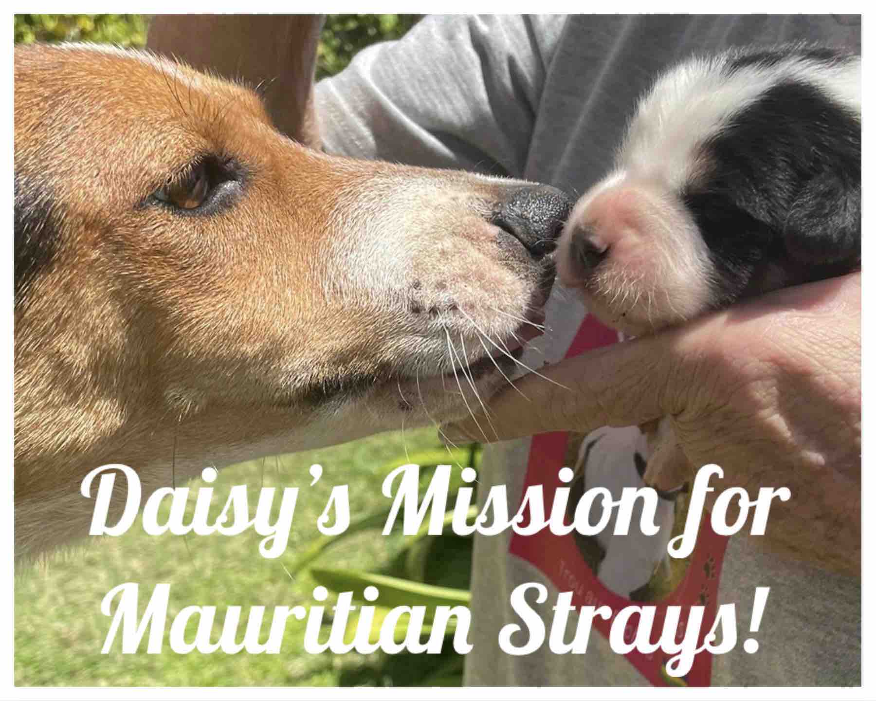 Strays of Belle Mare and East Coast Animal Welfare Project photo