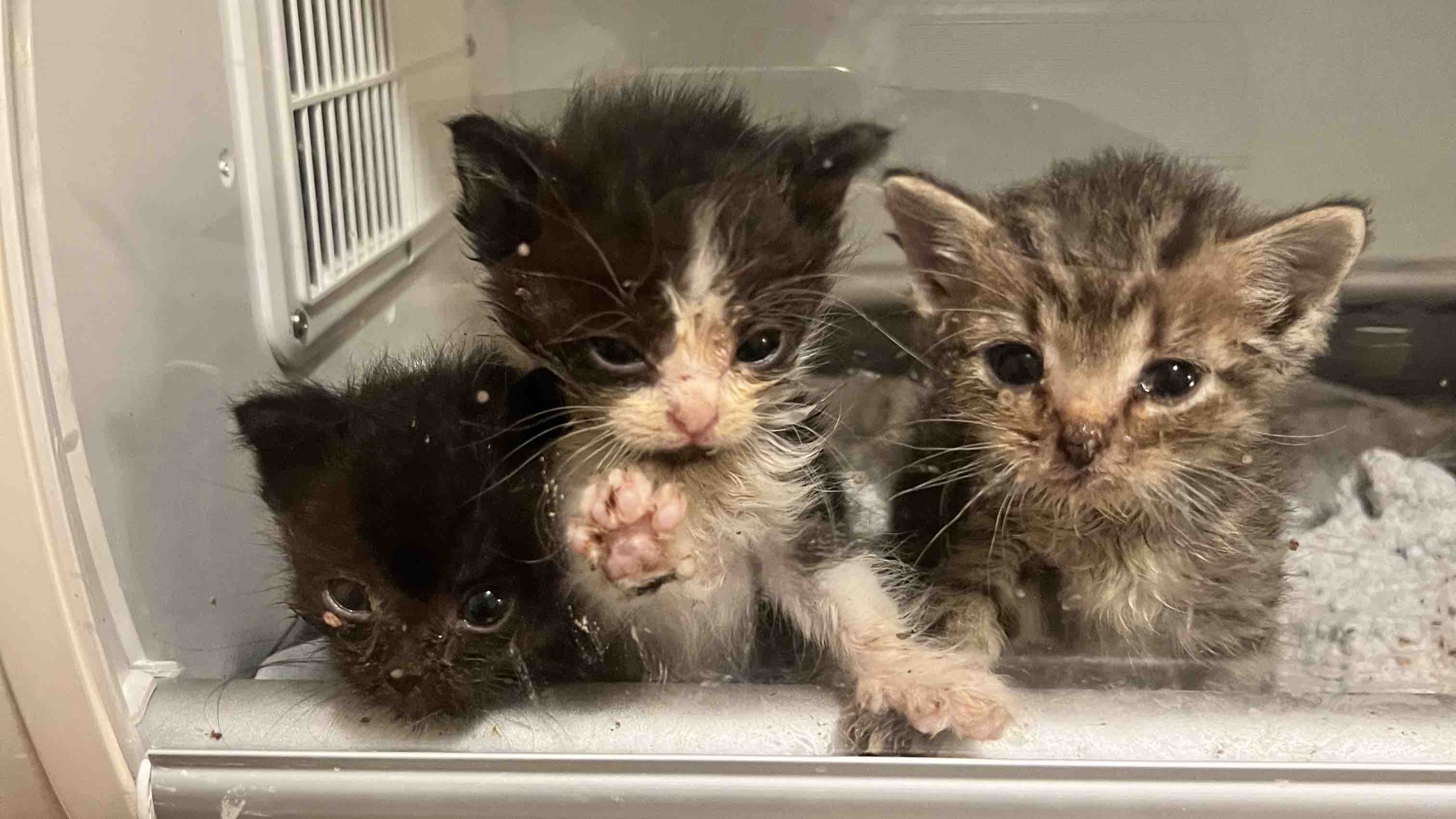 Fundraiser by Emilie Rackovan : Rescue Costs