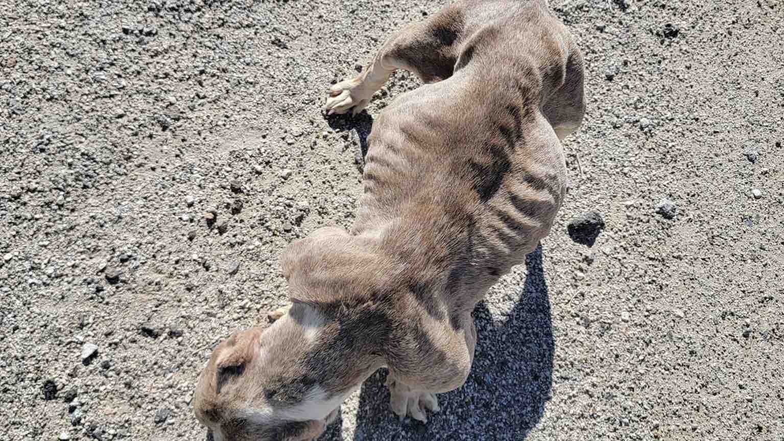 Fundraiser by Alexandria Sampson Help Shylah get her shine back!