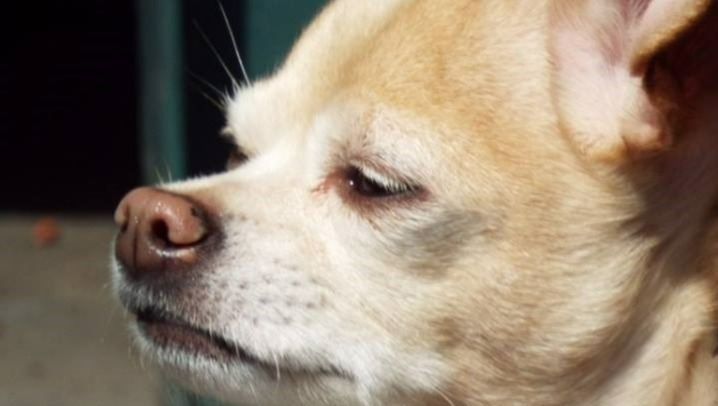 Fundraiser by Richard Natoli-Rombach : Dugan Birthday Memorial Fund