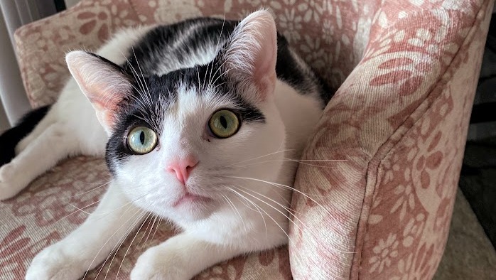 Emergency Surgery for Our Sweet Lolo photo