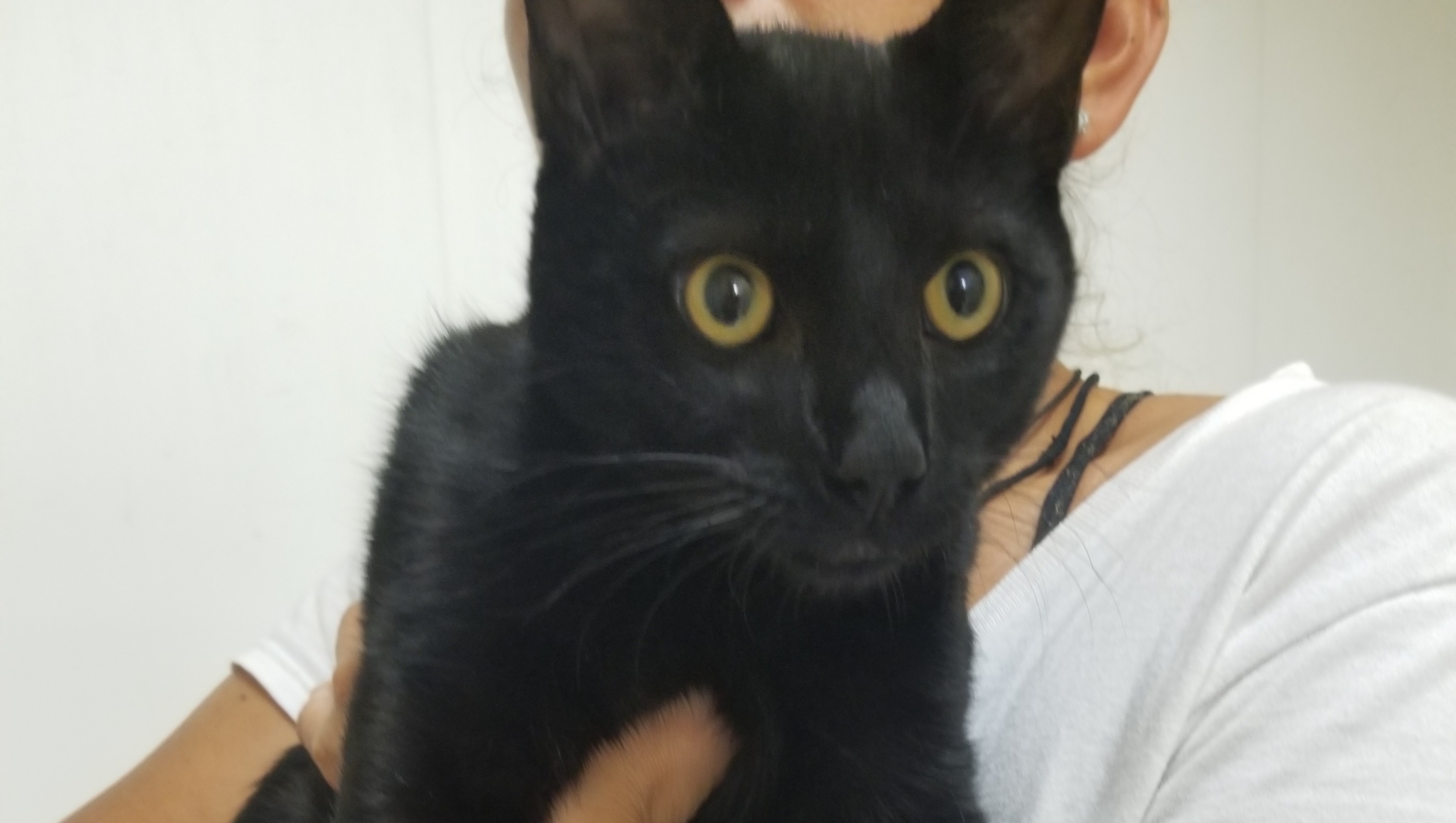 Emergency Vet Expenses for Sebastian photo