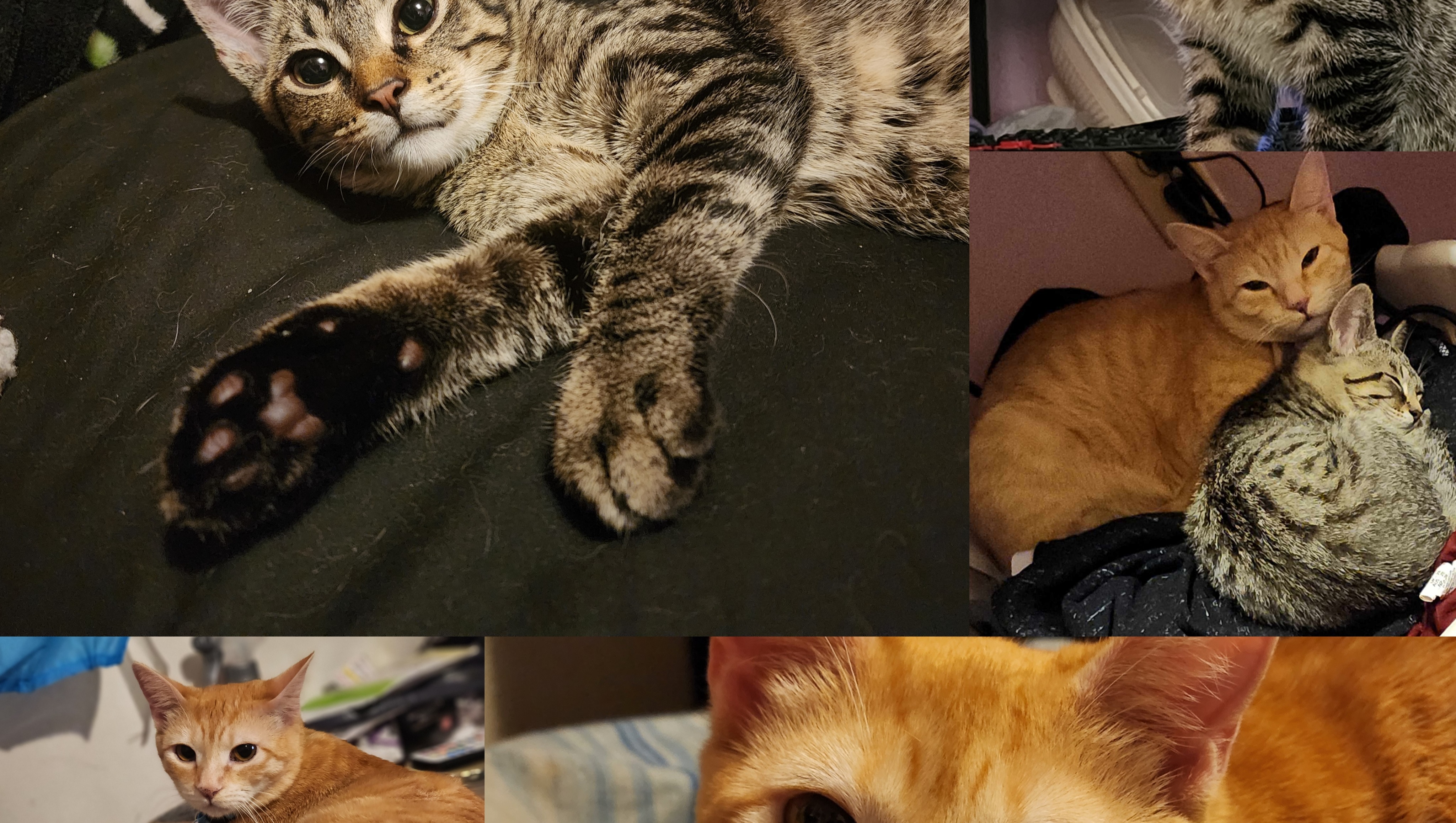 Fundraiser for Alisa Mari Culbreth by Alex Carson Please help my FeLV