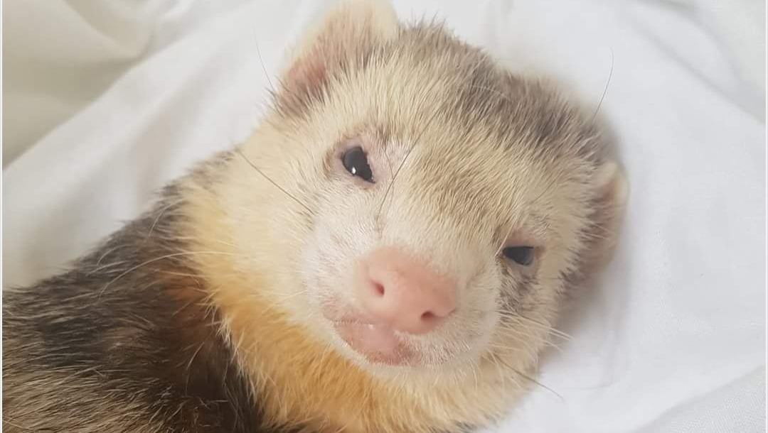 Fundraiser by Joe Clark Hockley Ferret Rescue