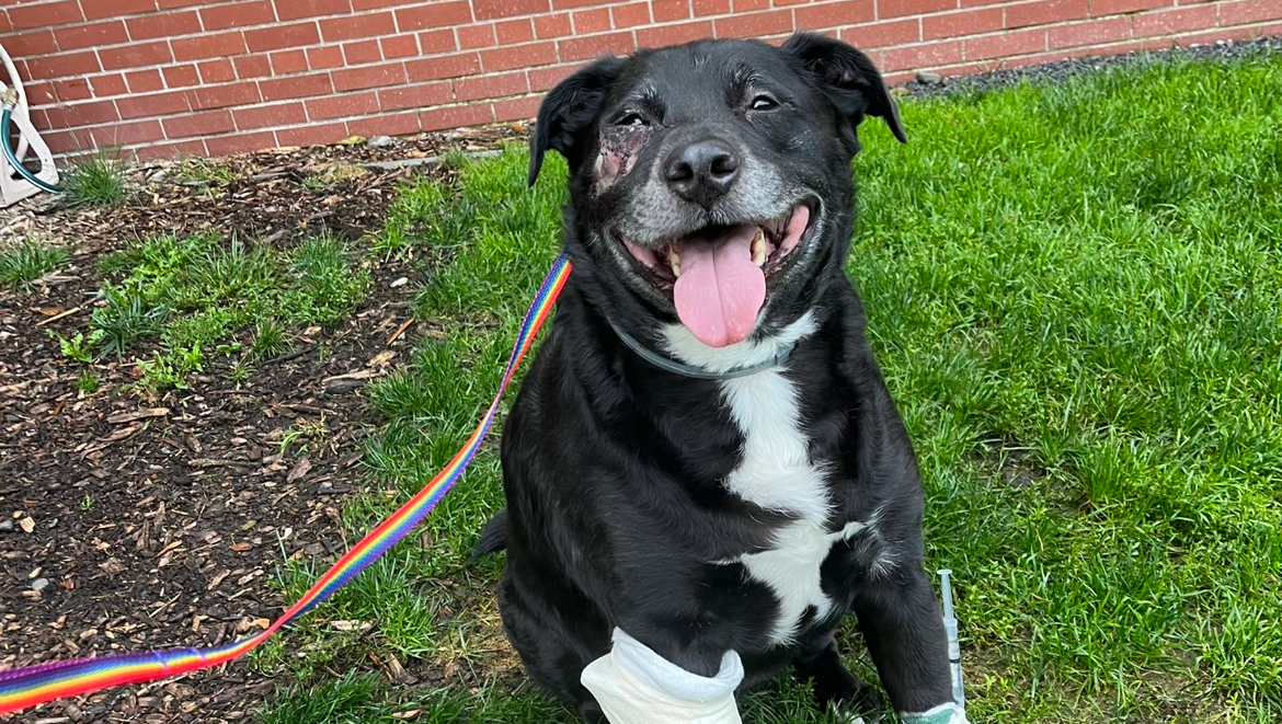 Surgery & Recovery for Eli photo