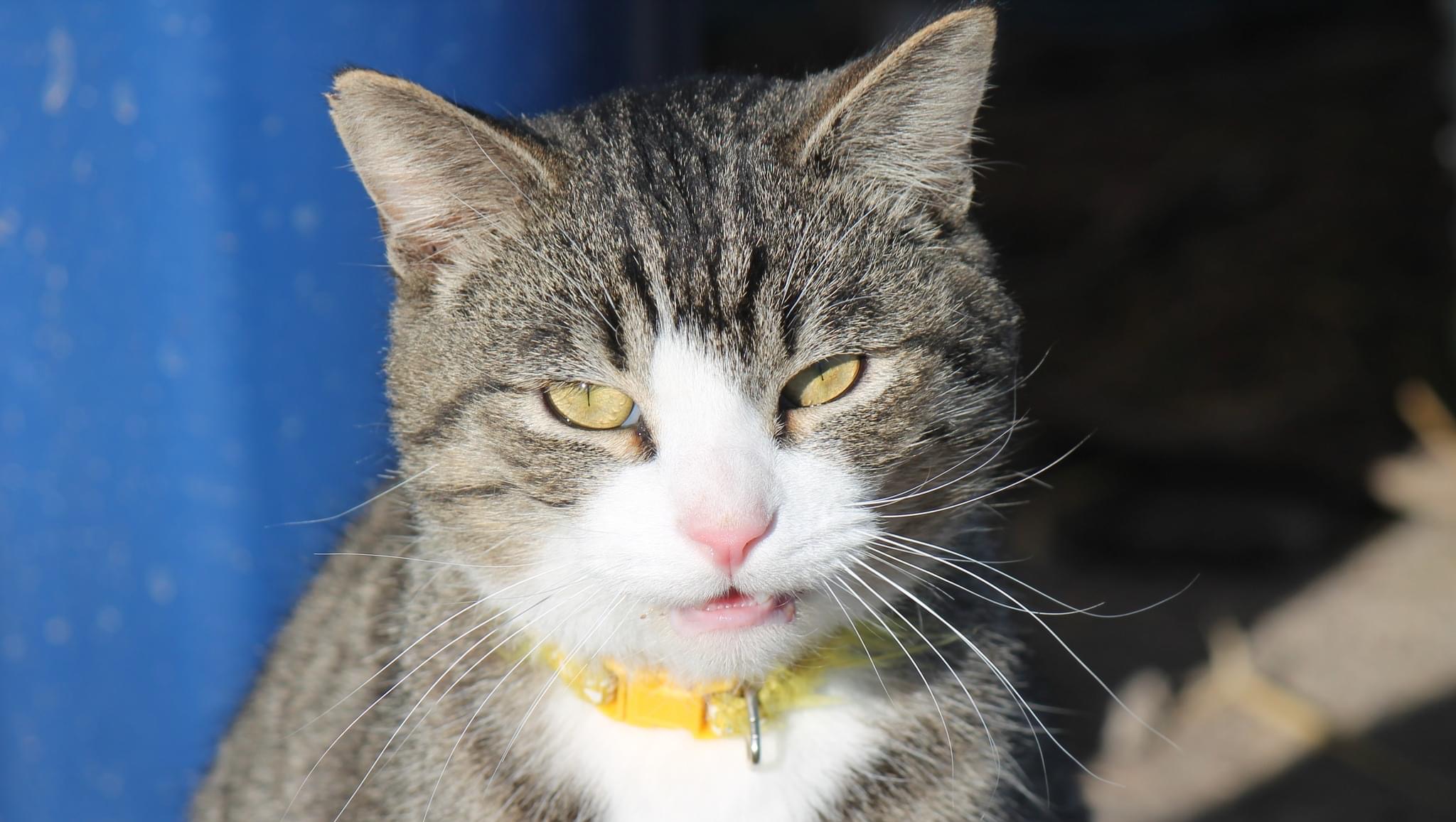 Fundraiser by Wendy Renee Saving the unwanted Cats and giving them a