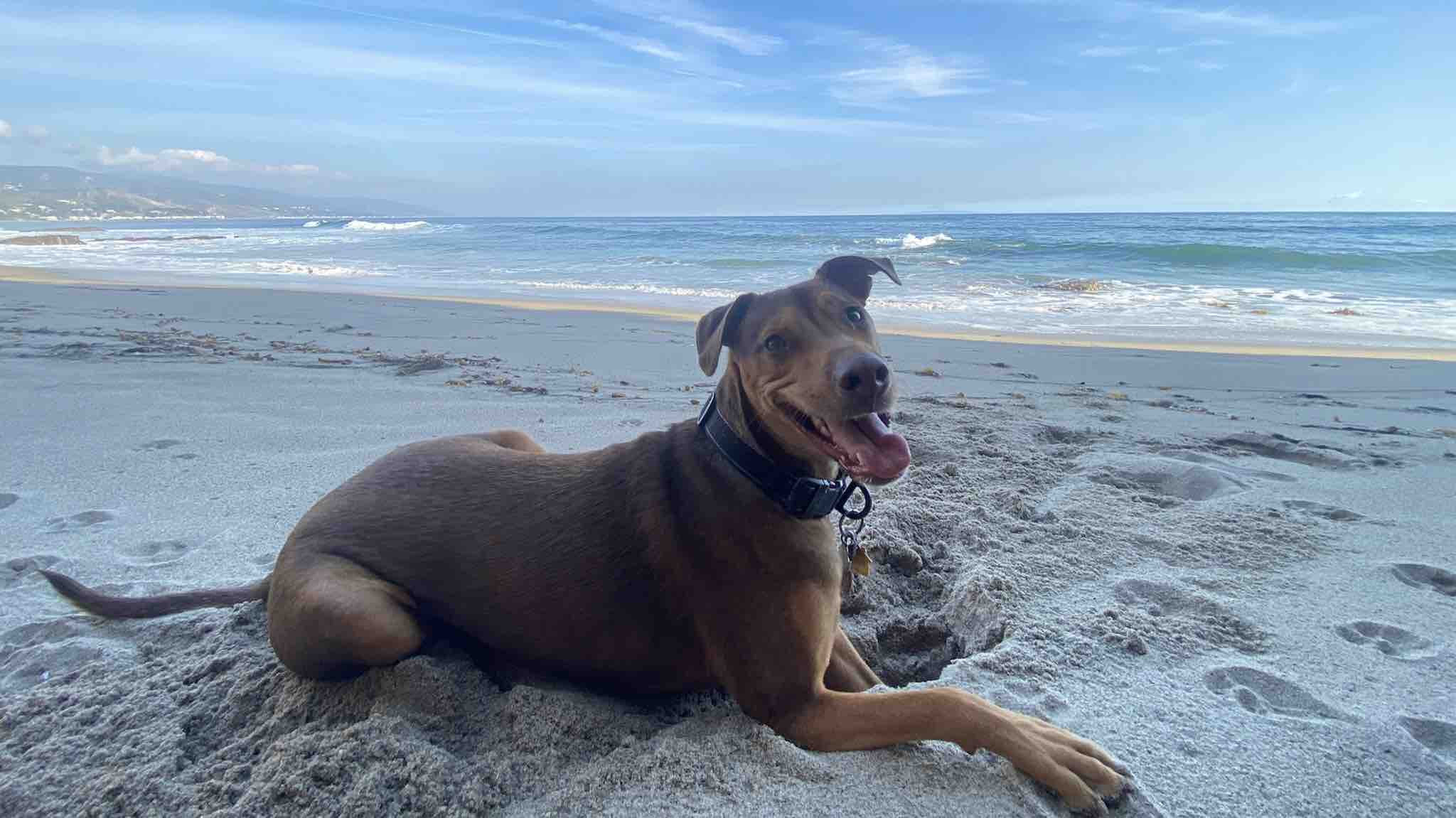 Please Help Pepe photo