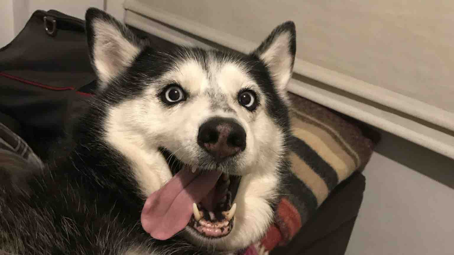 Help with Angara’s cremation and vet services photo