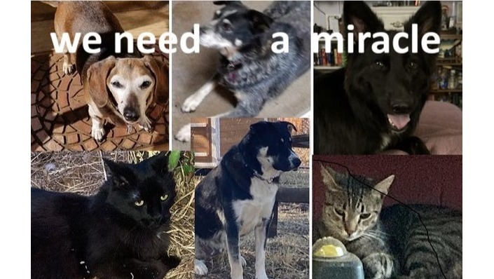 Fundraiser by Marian Wright : PETS are the JOY Sustenance of Life-NEED ...