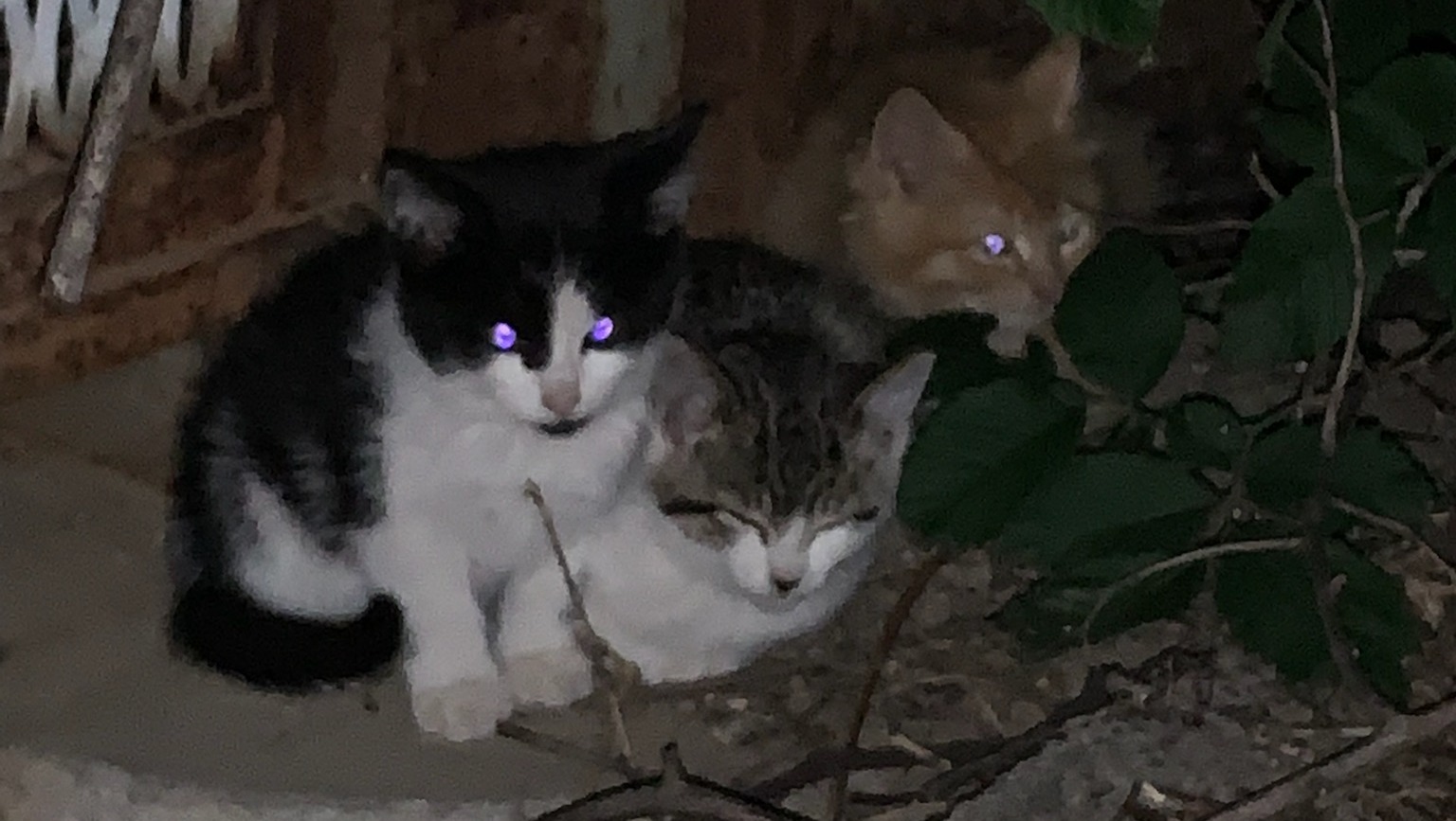 Fundraiser by Niki Berrier Spay our colony cats in Astoria Queens