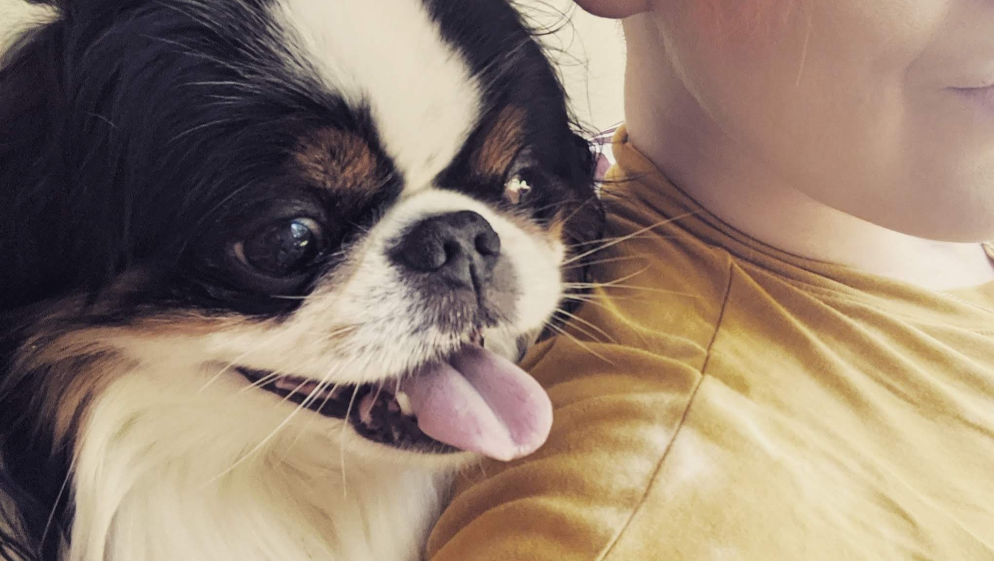Fundraiser by Kassie Juenke Help Derby Fight Doggy Cancer!