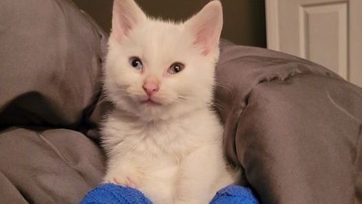 Donate to Bowie - born with both back legs deformed, organized by Robin Legan
