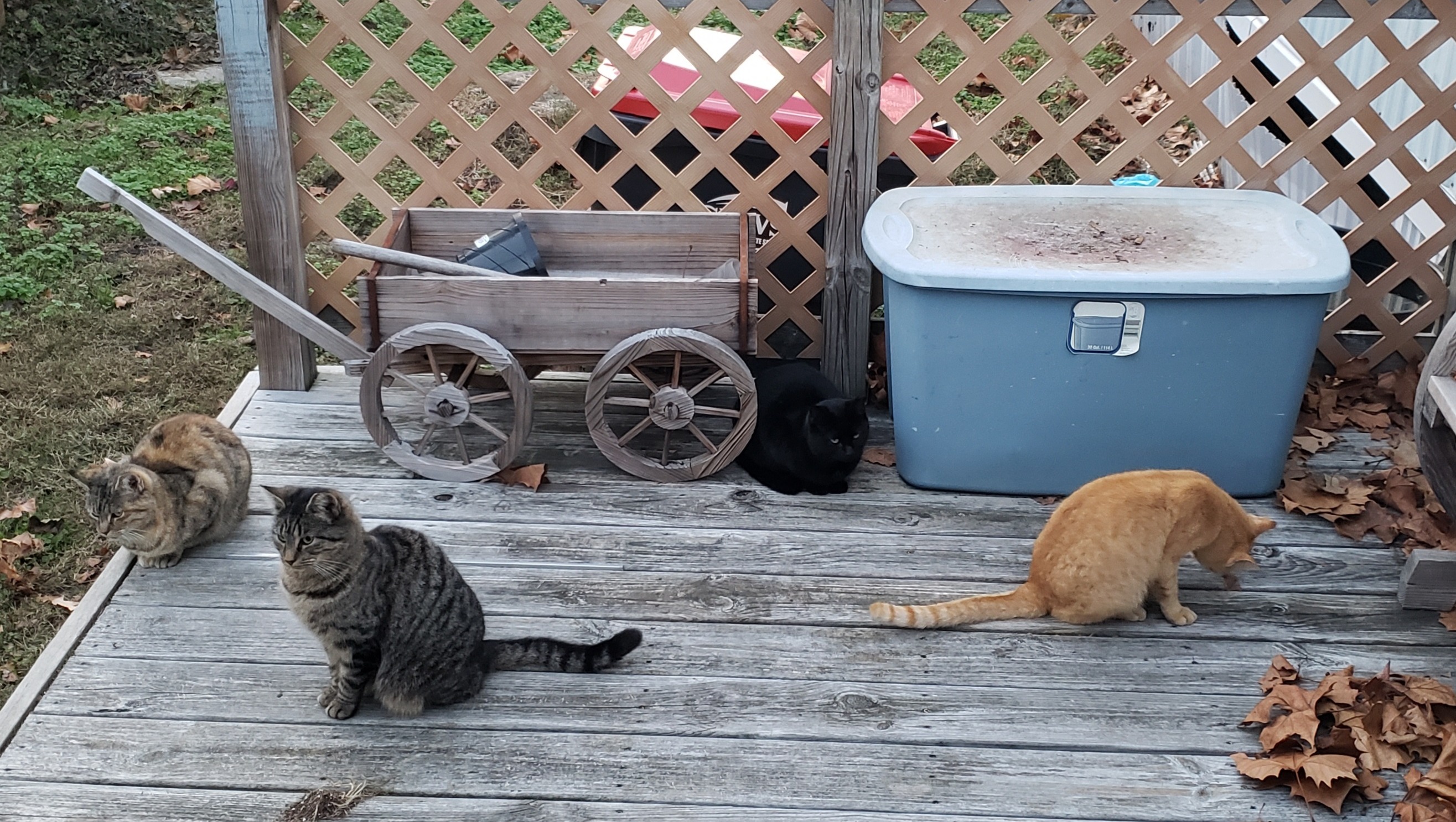 Fundraiser by Vaida Moore Help relocate cats before their home is