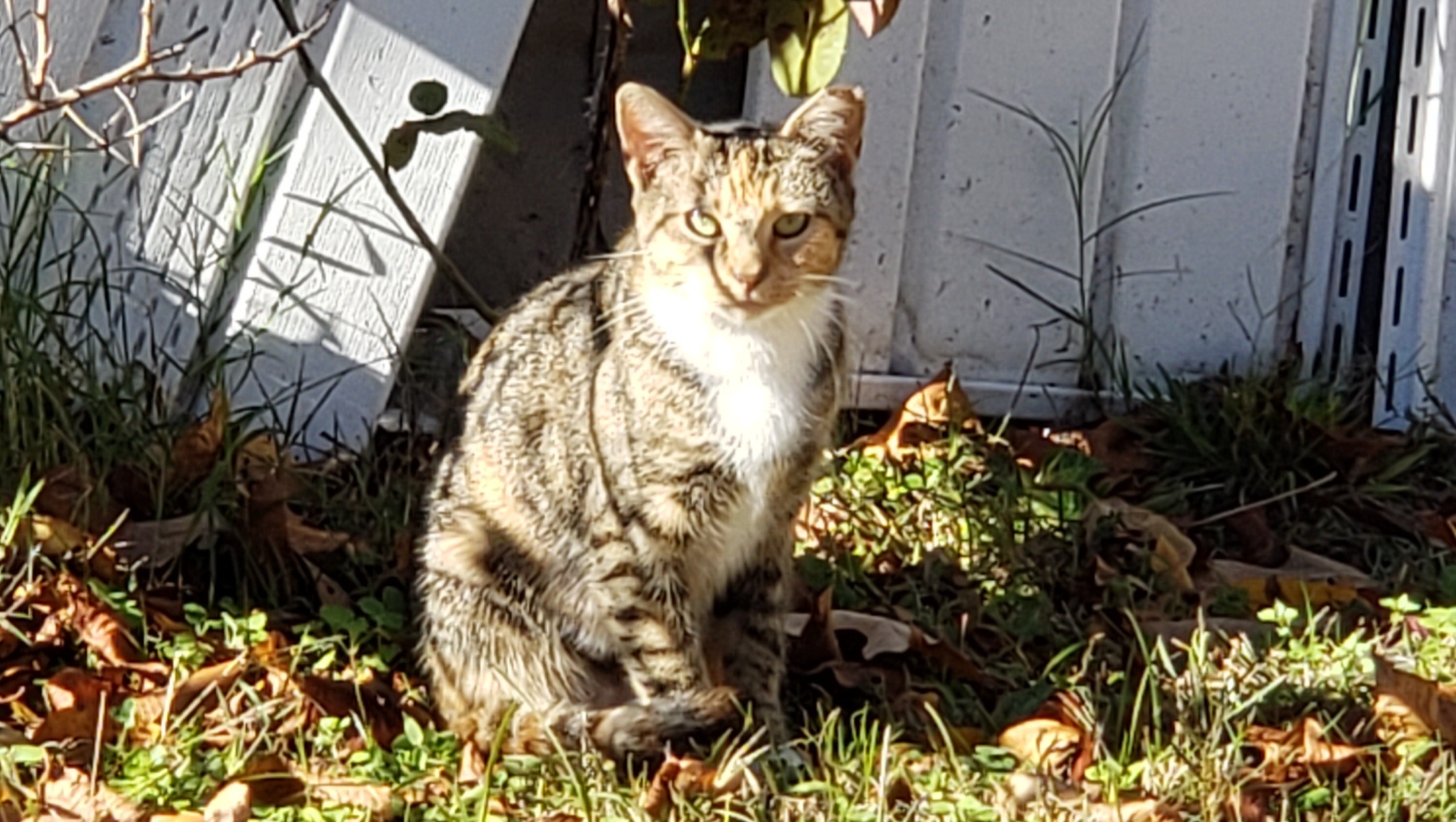 Fundraiser by Vaida Moore Help relocate cats before their home is