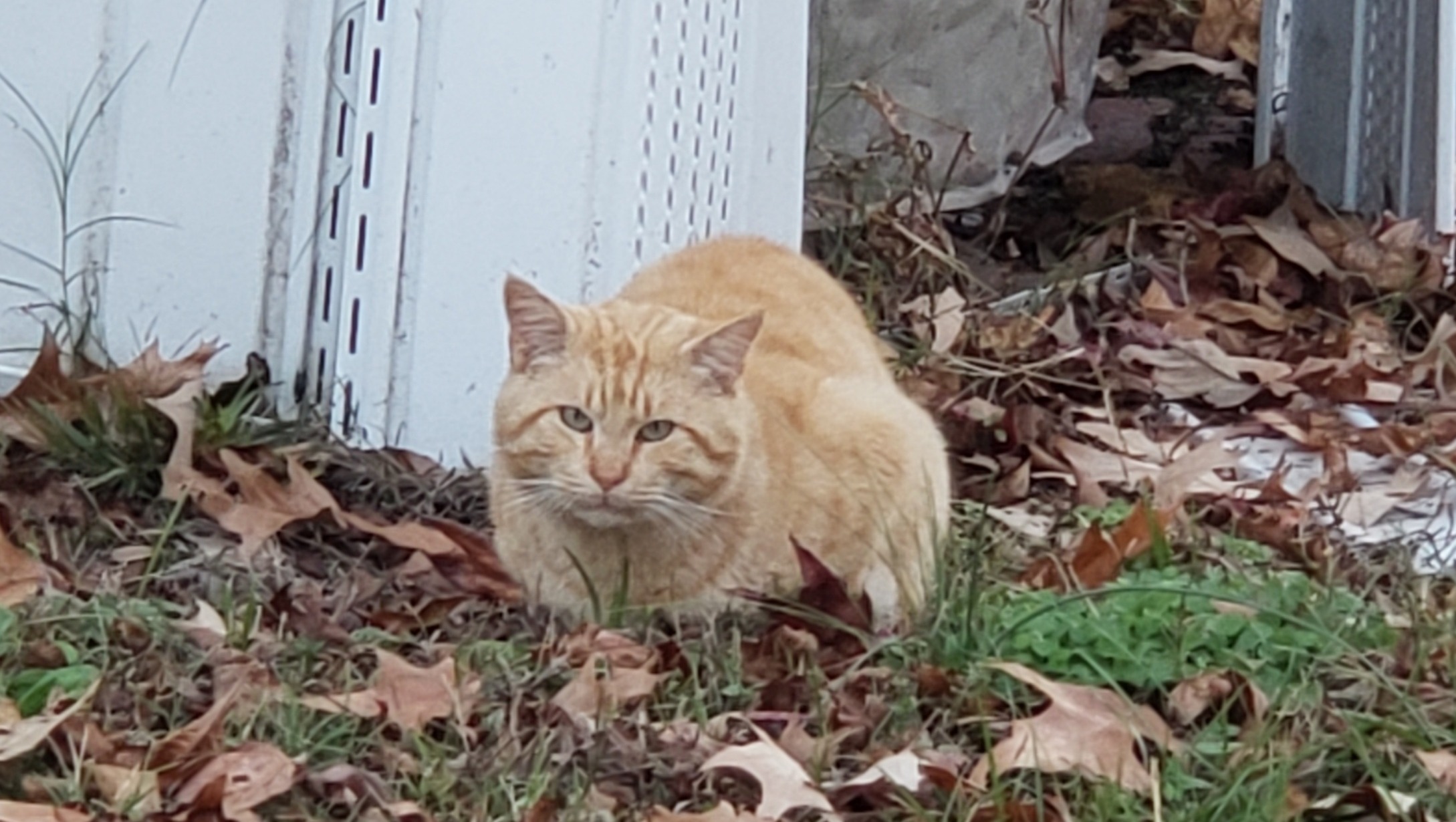 Fundraiser by Vaida Moore Help relocate cats before their home is