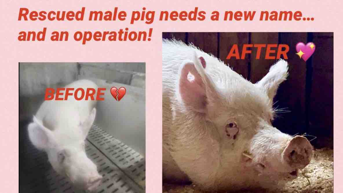 Fundraiser By Jenny McQueen Rescued Male Pig Needs An Operation And A fundraiser-by-jenny-mcqueen-rescued-male-pig-needs-an-operation-and-a
