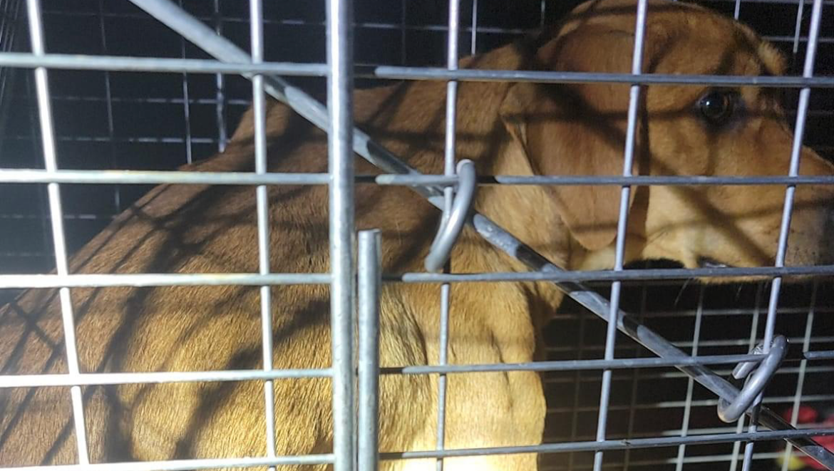 Fundraiser by Kera Robinson Harwinton Animal Control