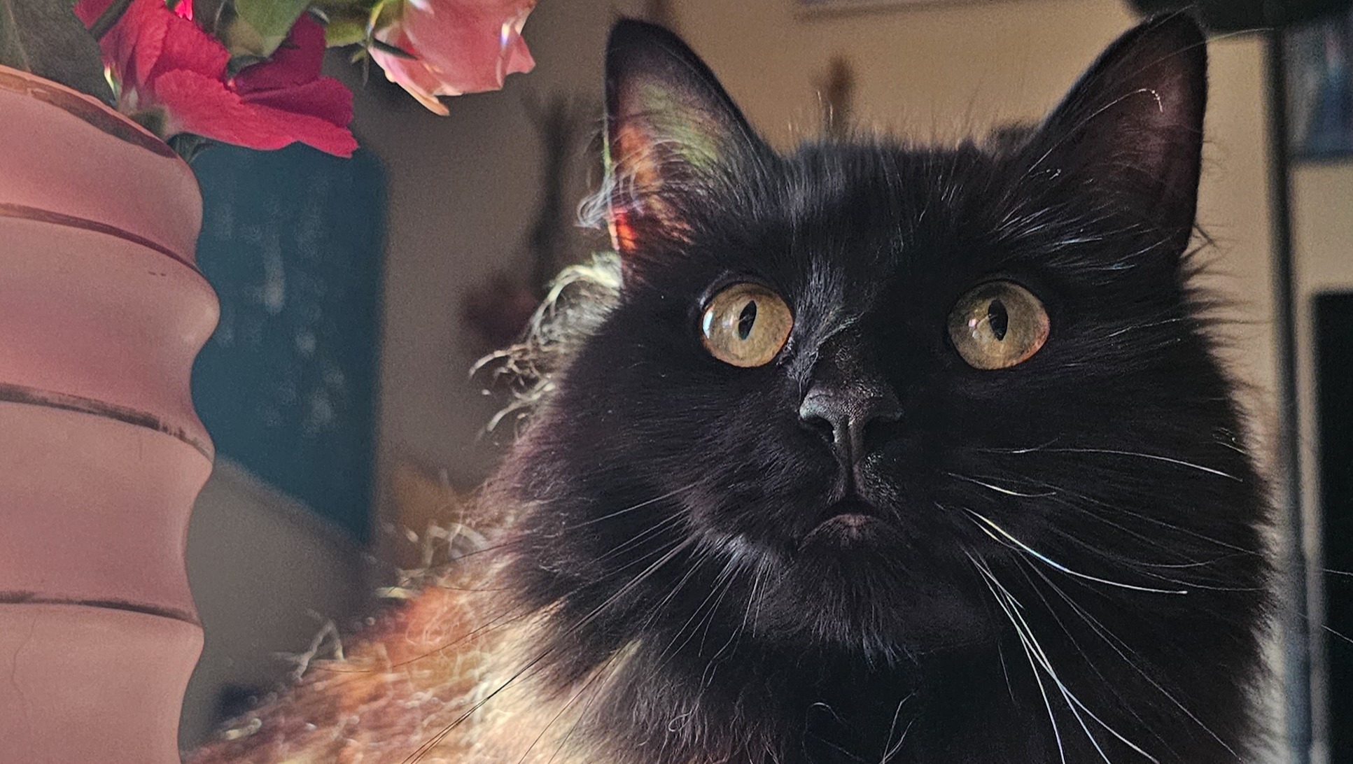 Fundraiser by Kerstyne Kromer : Surgery for Kitten: Help Mend the Hernia