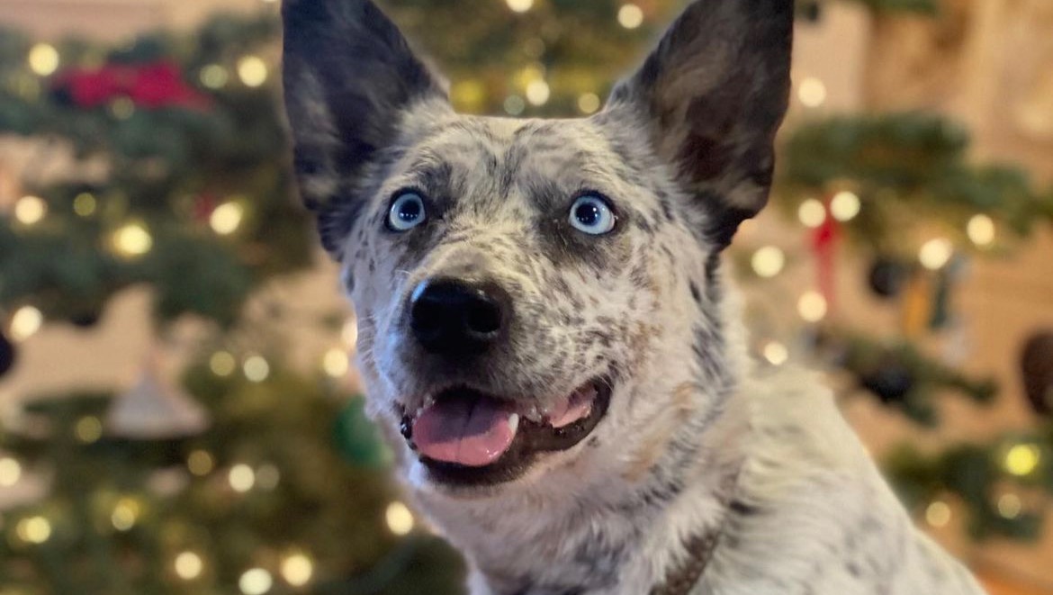 Tikka's MRI and Surgery photo