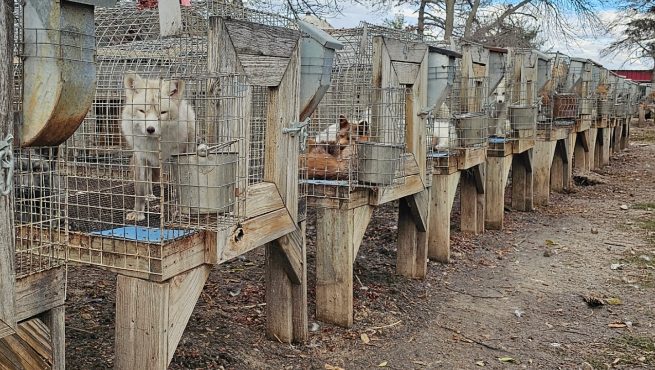 Rescuing 500 foxes from a fur farm photo