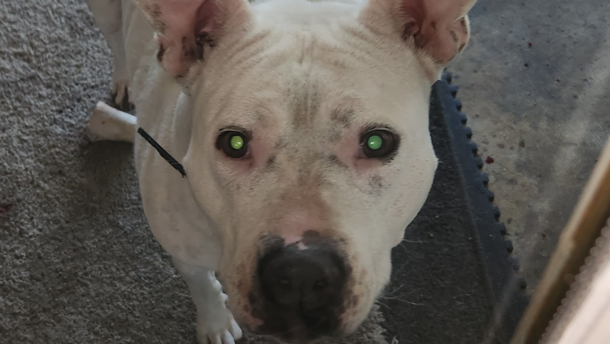 Fundraiser by Janice Baker Vet needed asap