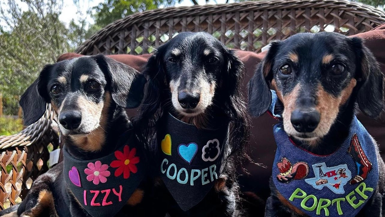 Medical Bills for Izzy and Cooper photo