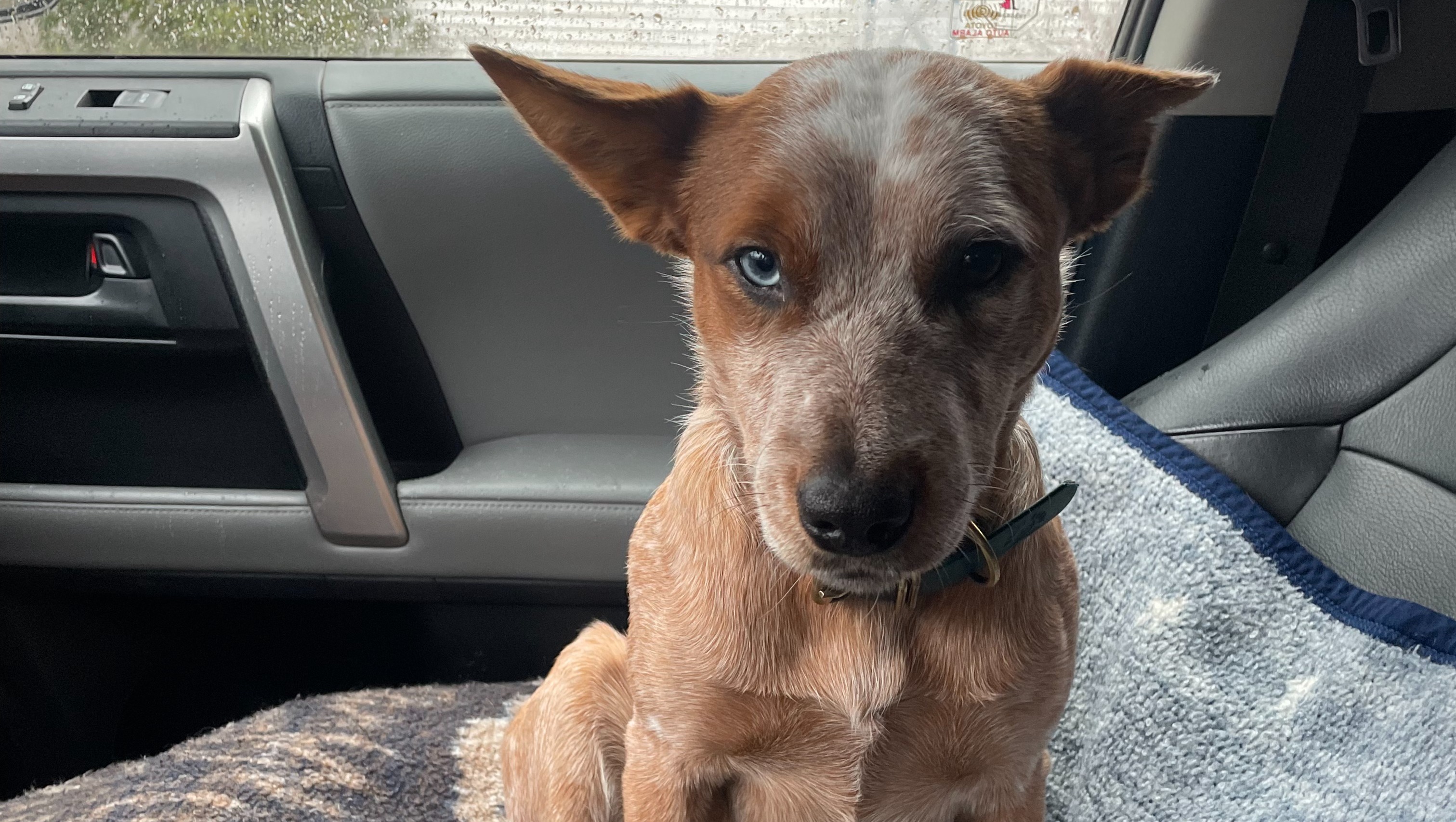 Help Roots get TPLO Surgery photo