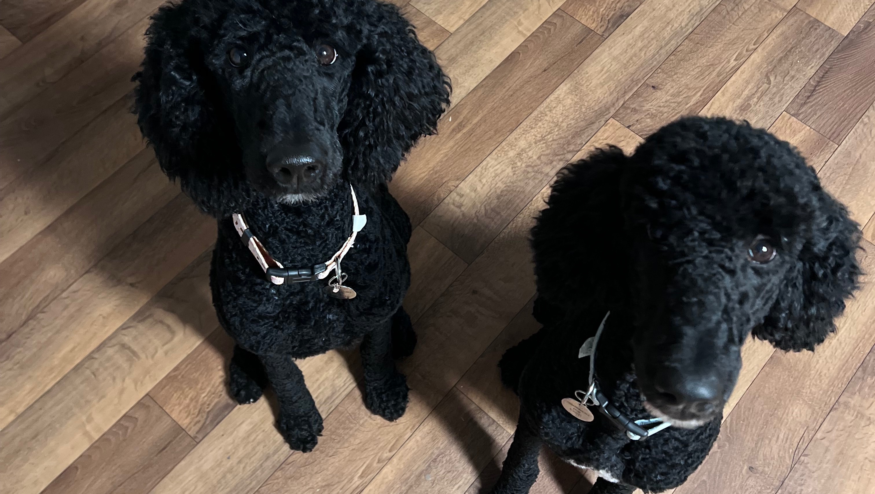 Fundraiser by Melissa Hatter Emergency surgery for Standard Poodle rescue