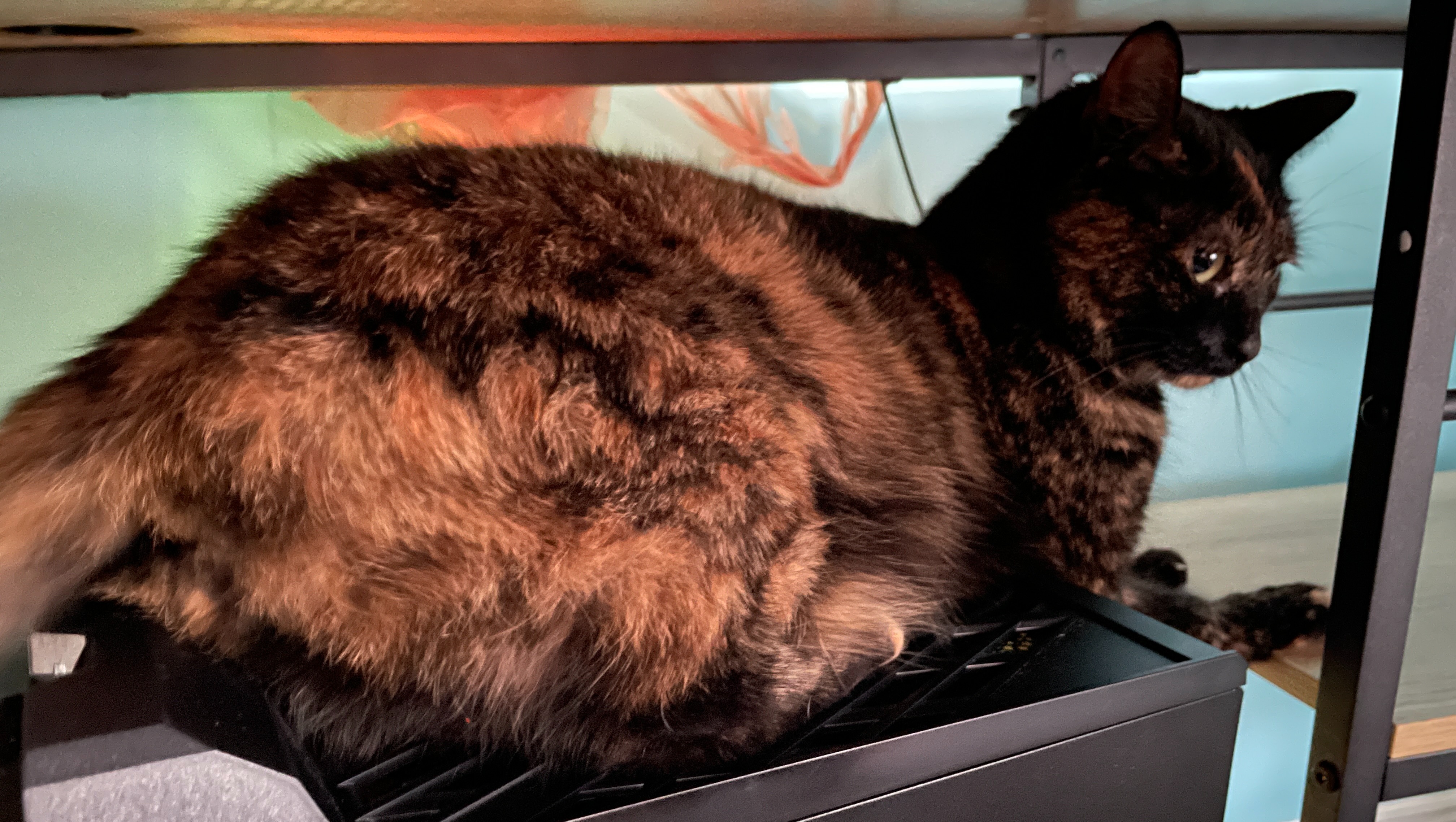 Fundraiser by Noelle Hyzy Fund Endoscopy for Our Cat for IBS Diagnosis