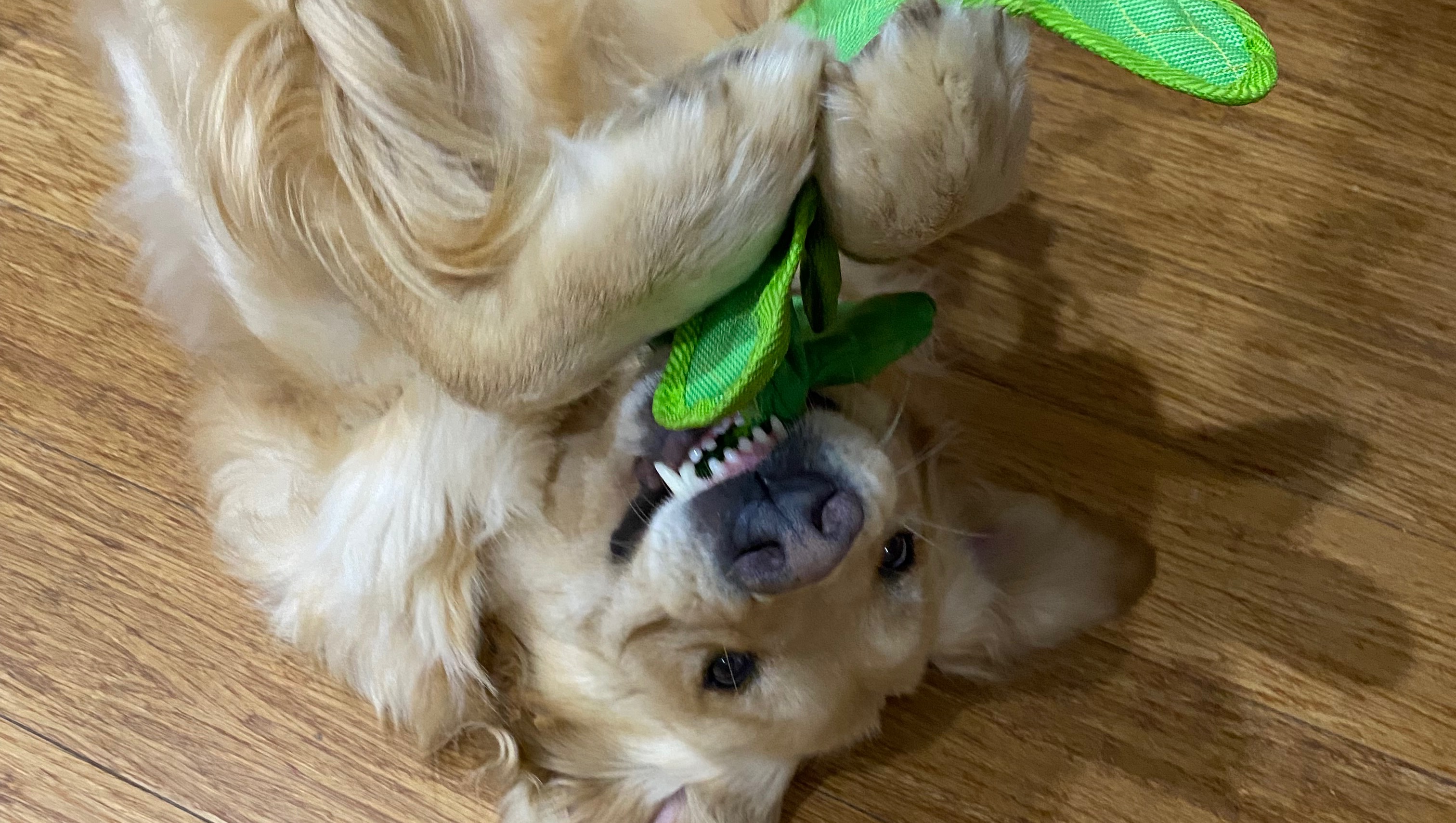 Fundraiser by Adam Knicley Our 3 year old golden retriever Chip needs