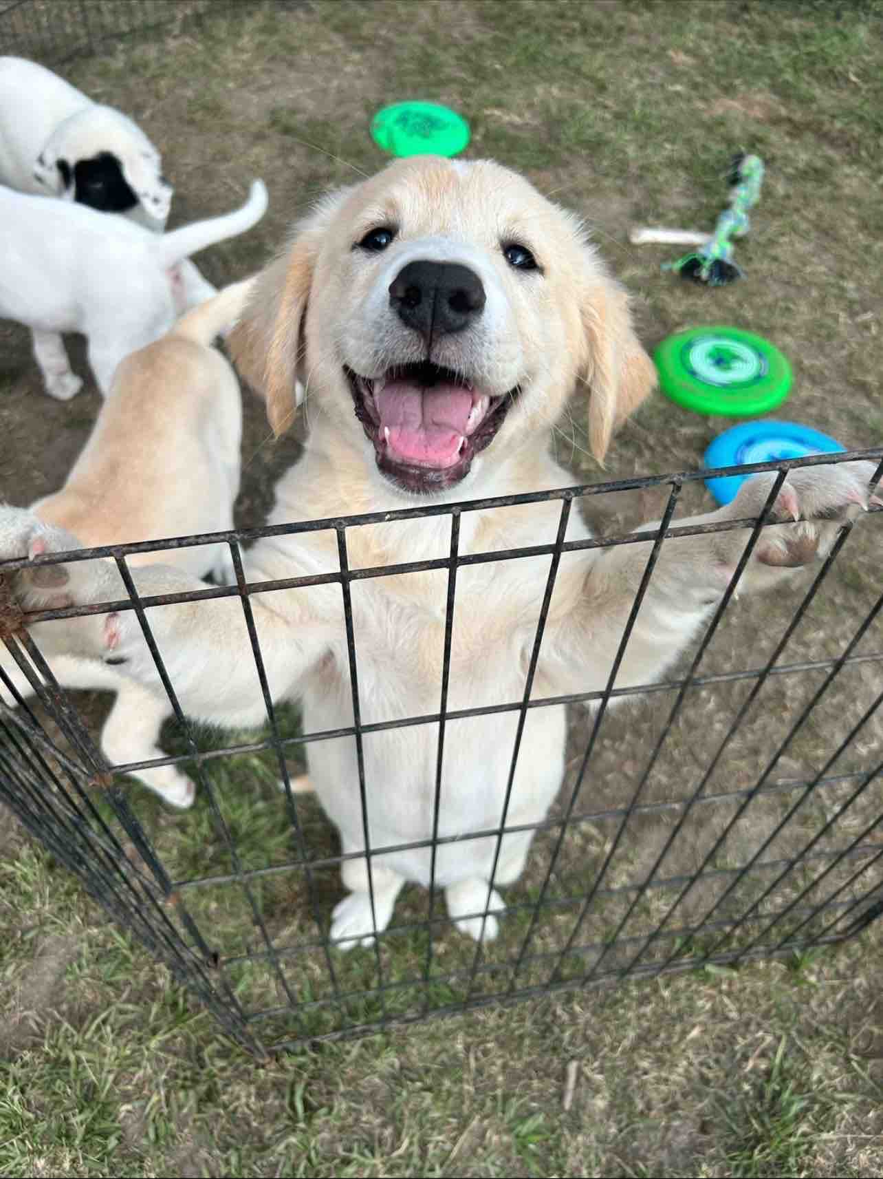 Fundraiser by Ellie Kondrat Green Meadow Kennels