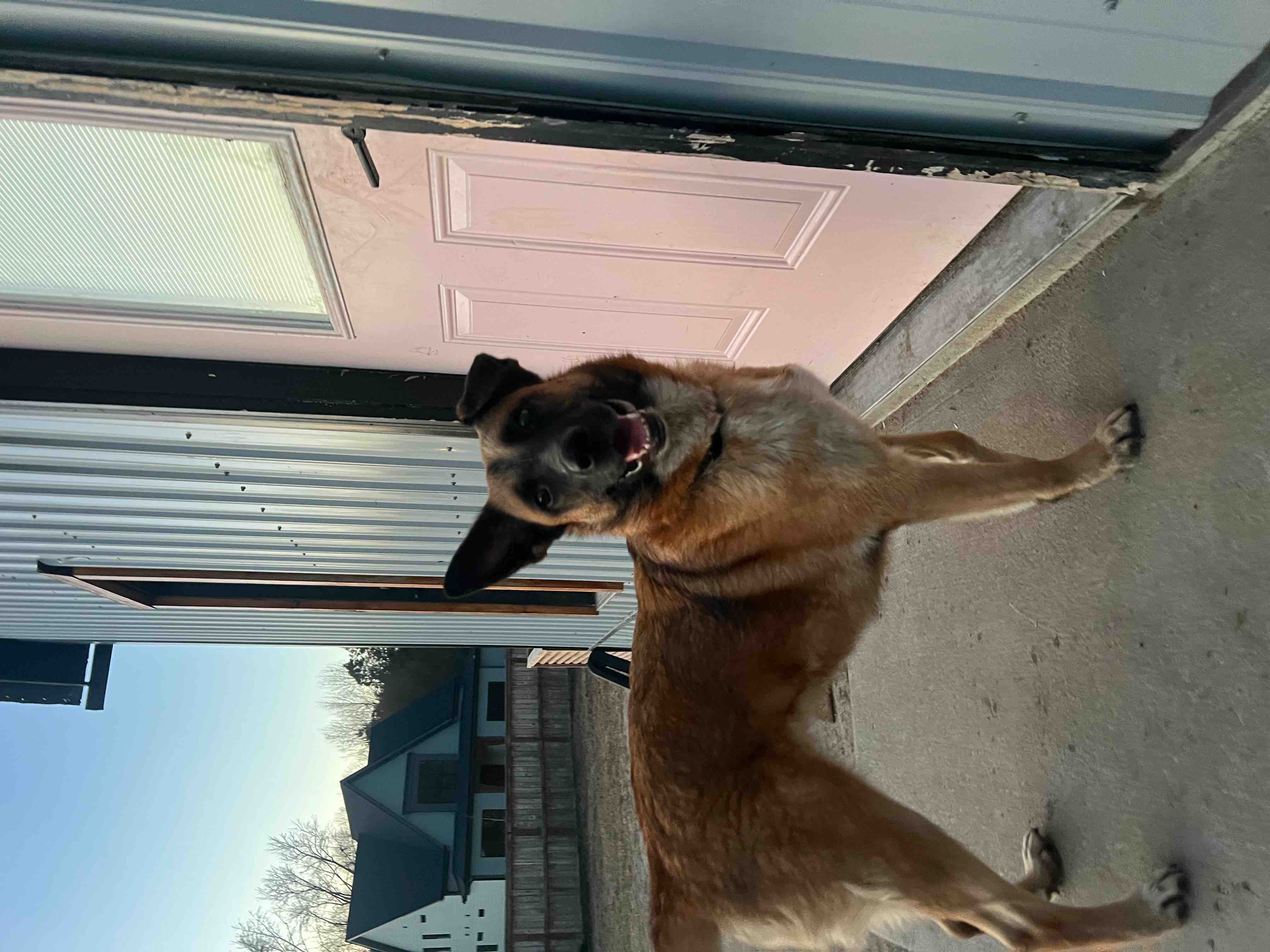 Fundraiser by Ellie Kondrat Green Meadow Kennels