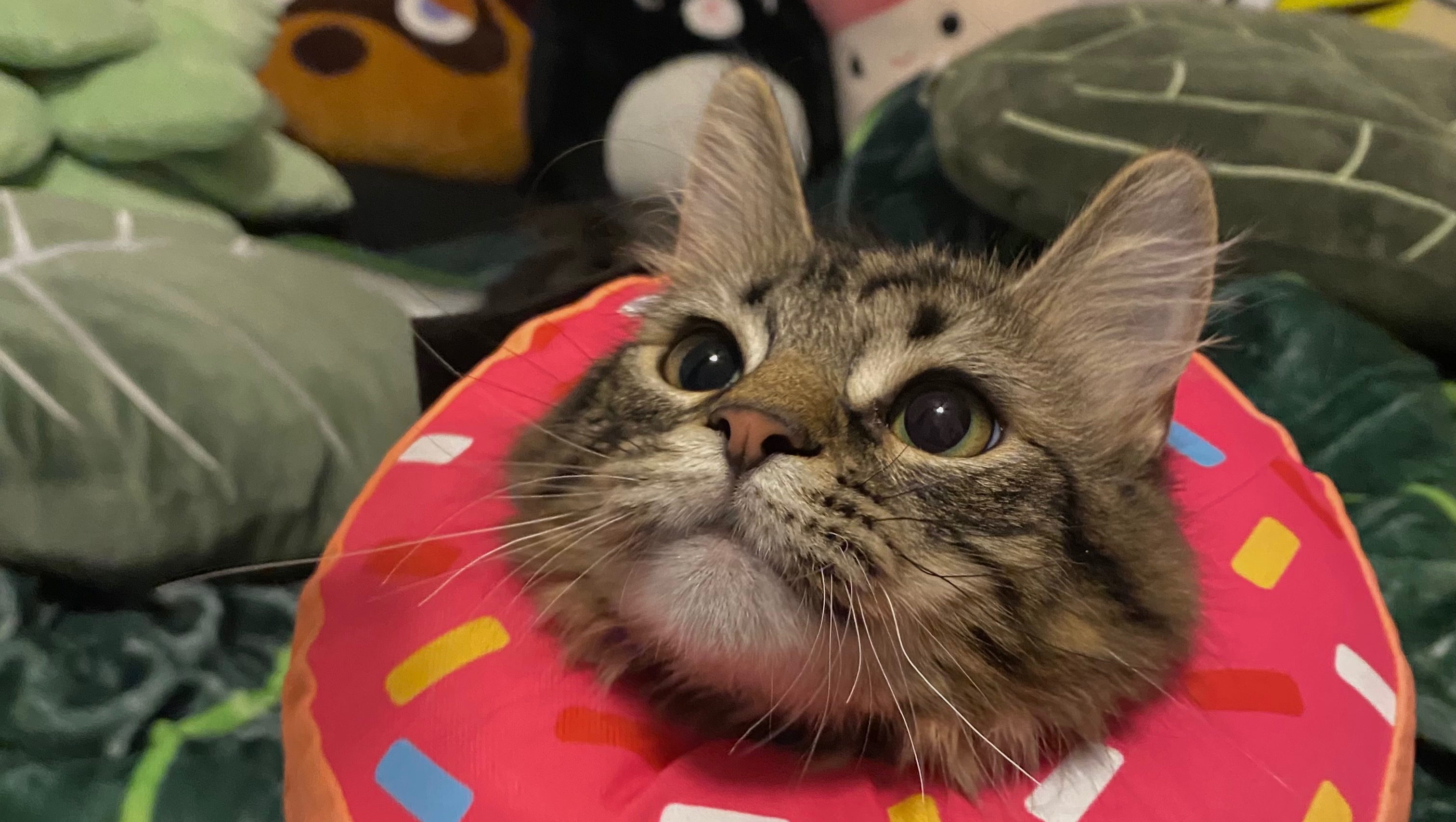 fundraiser-by-julianne-martin-surgery-for-1-year-old-cat-johnny