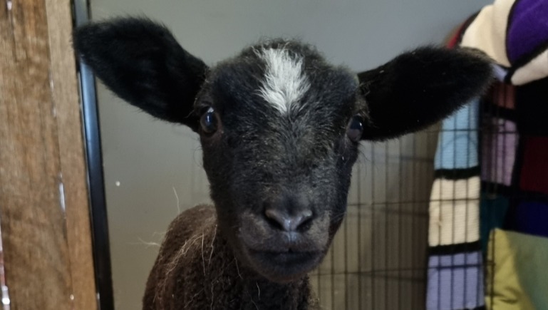 Fundraiser by Saffiya Kay : Sloth Hill Animal Sanctuary