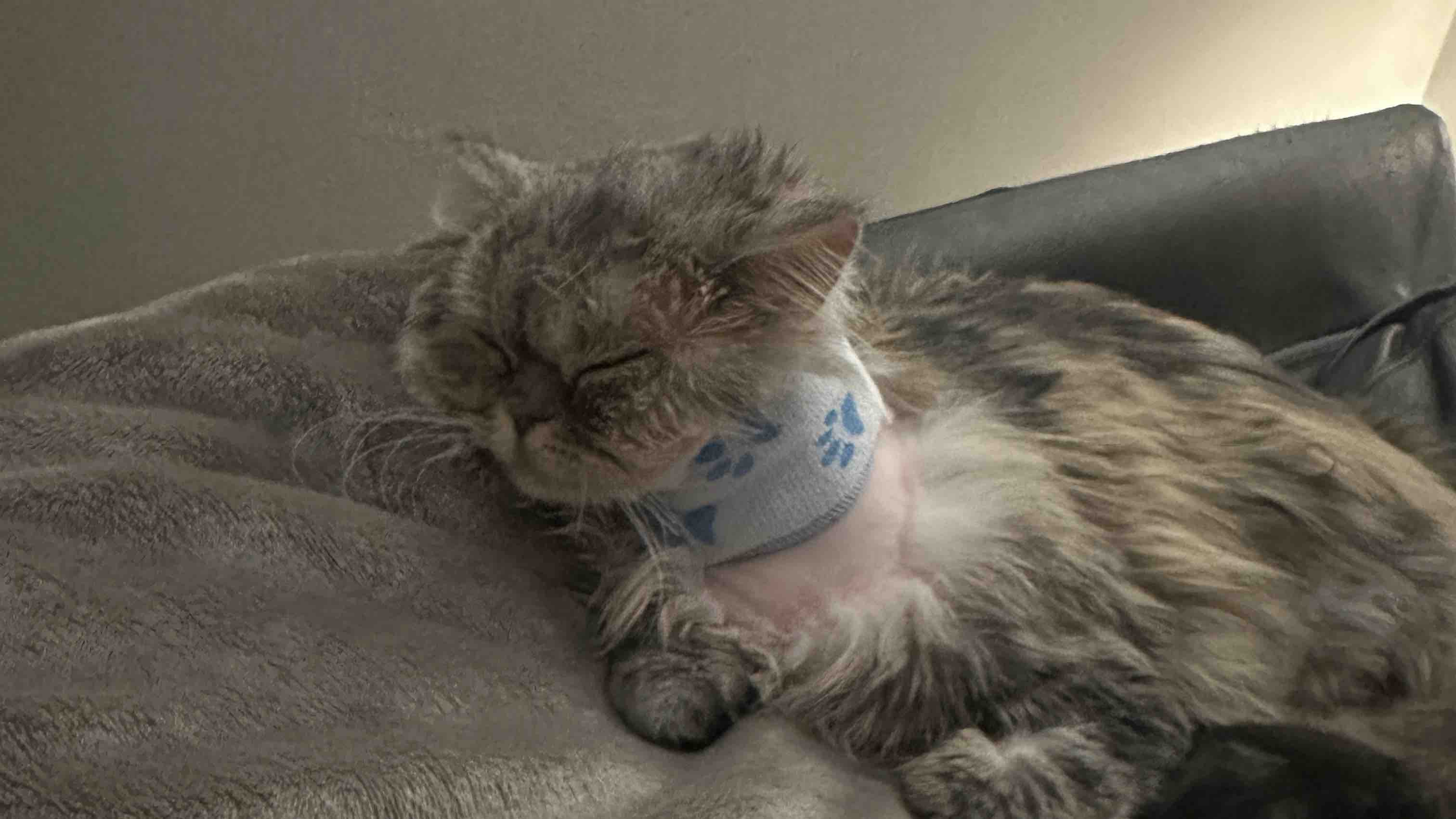 Fundraiser by Pippa Hutchison Please help with vets fees for my kitten