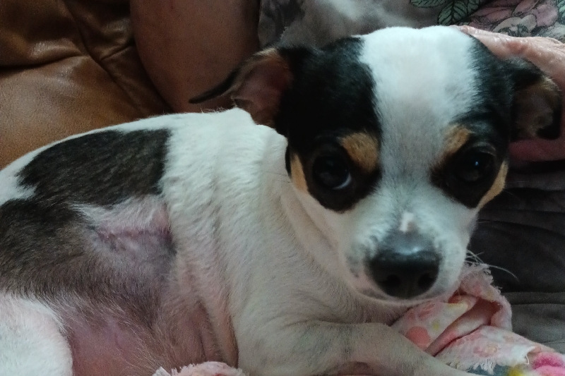 Fundraiser by Jose Moreira Dog Attacked my Emotional Support Dog