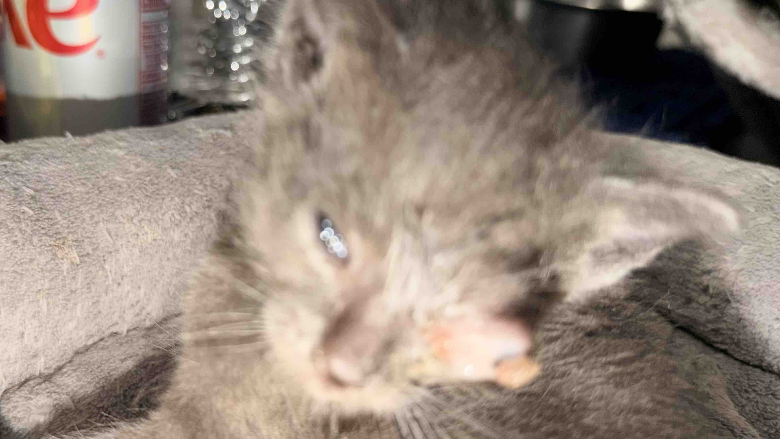 Emergency Vet Care Needed for Mama Jazzy & Surviving Kittens photo