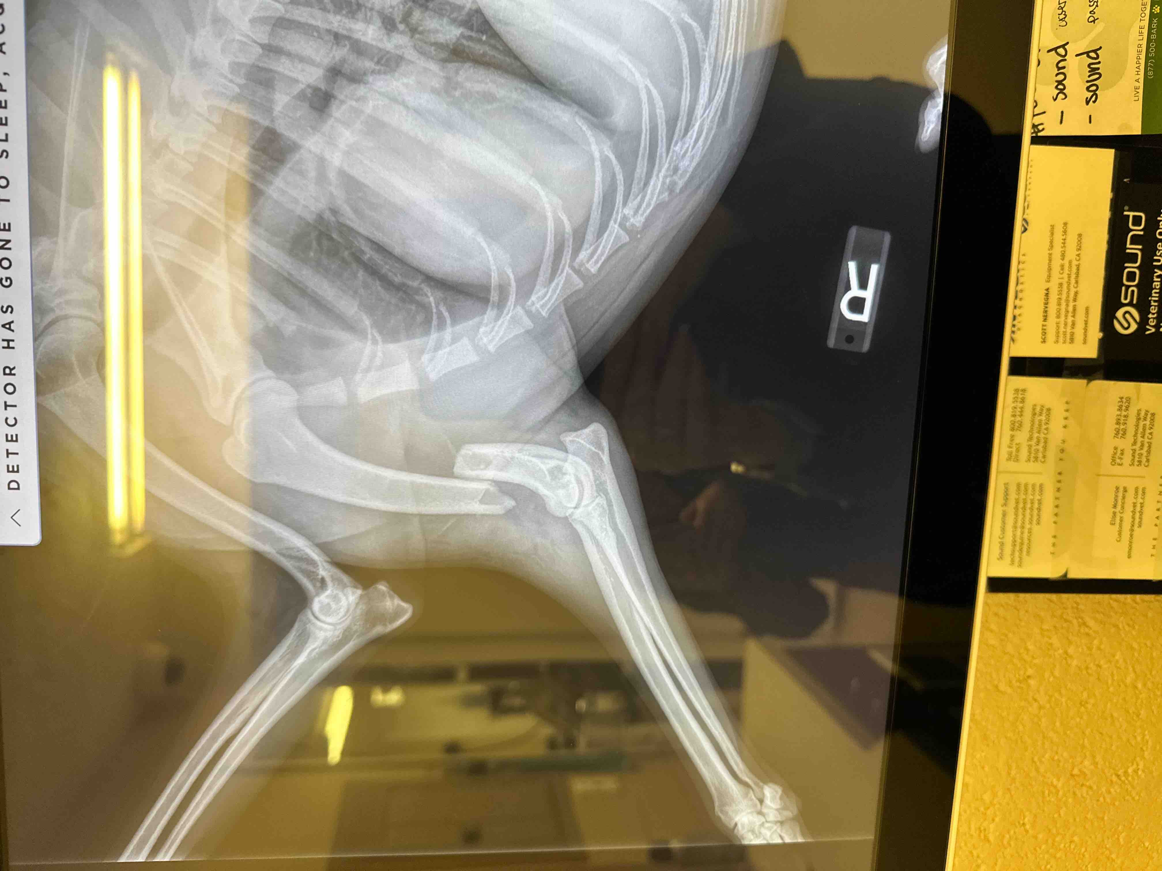 Fundraiser by Rylee Sainsbury Surgery for Maui