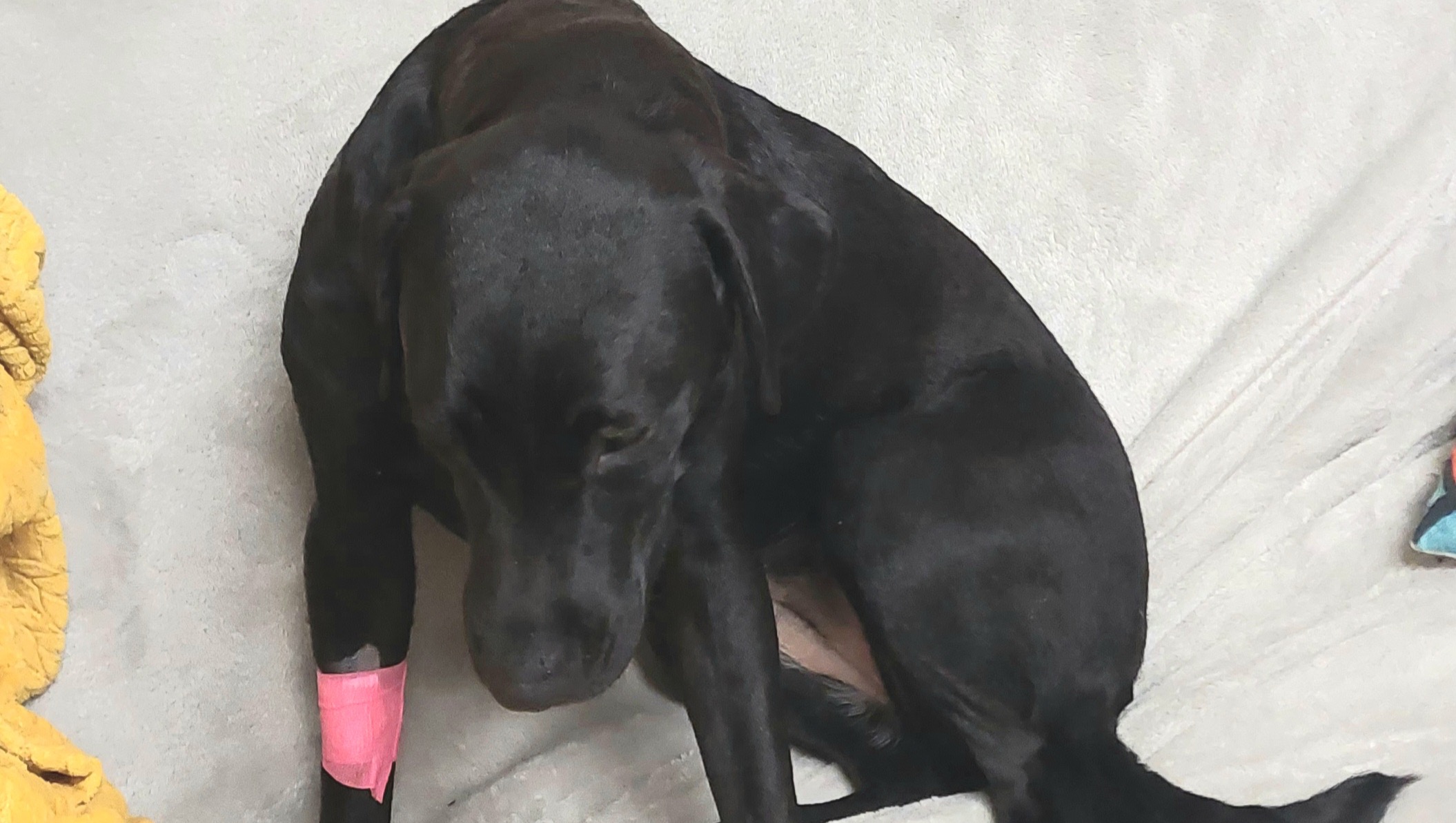 Help Tenmoku get better! photo