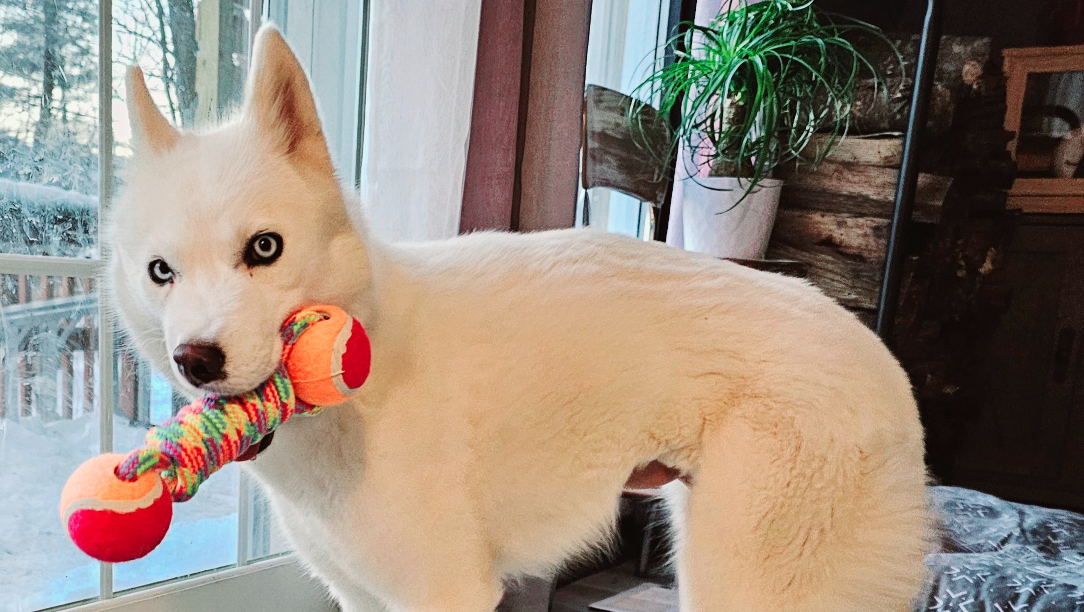 Fundraiser by Marilyn Kelly Millie abuse survivorresult of