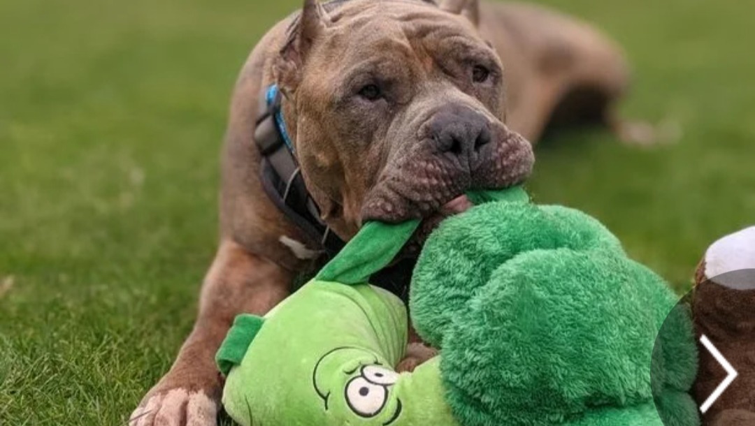 Fundraiser by Samantha Burne : Nuke is an adopted rescue XL Bully with ...